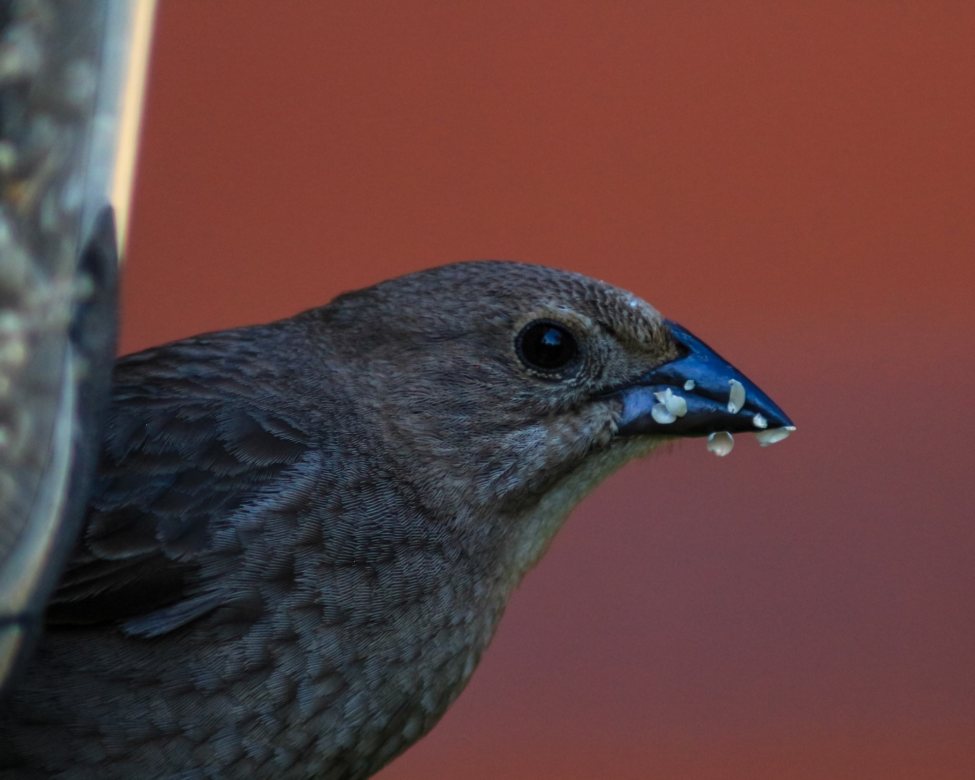 02 - Hungry, Hungry Cowbird