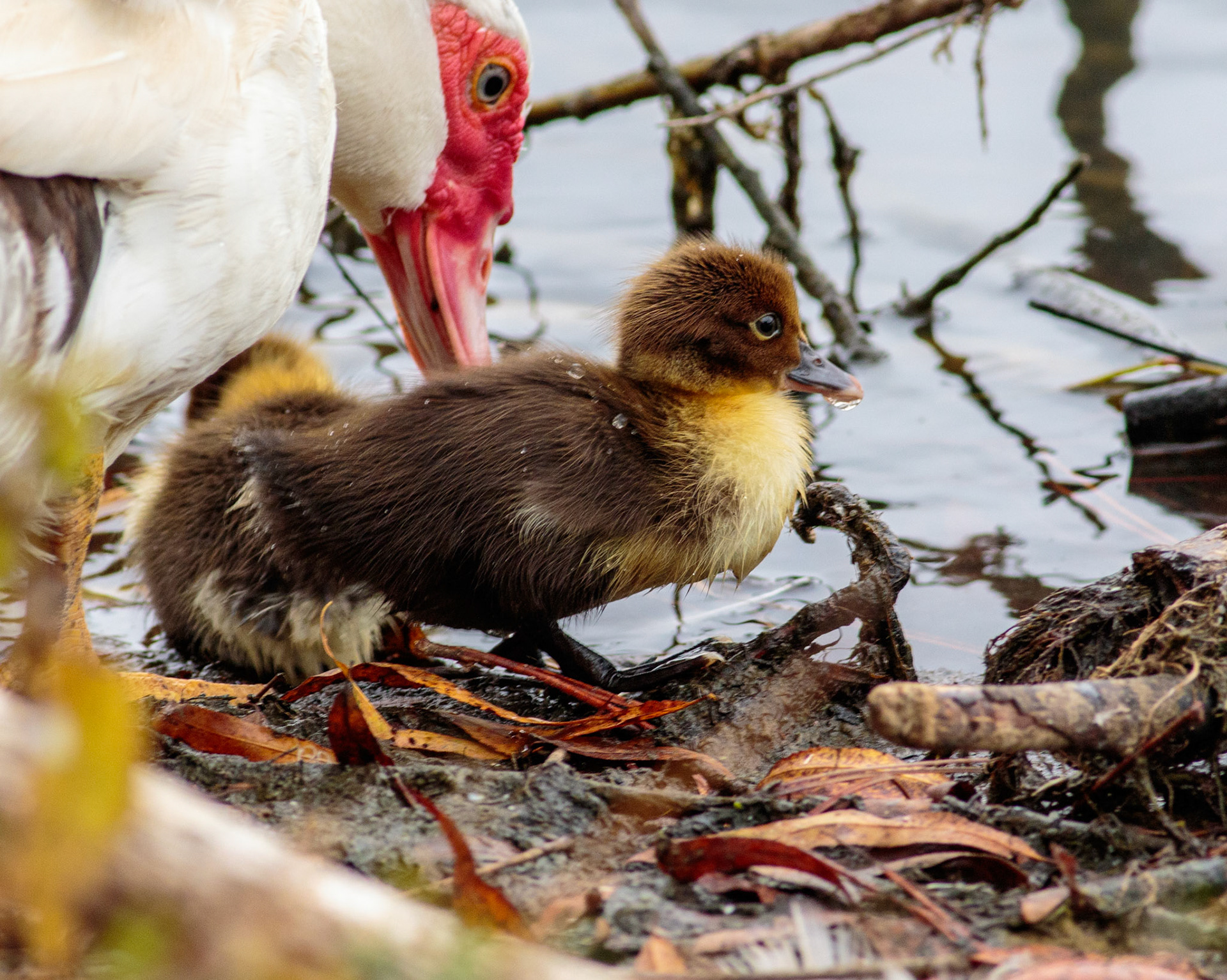 59 - Mother and Ducklings