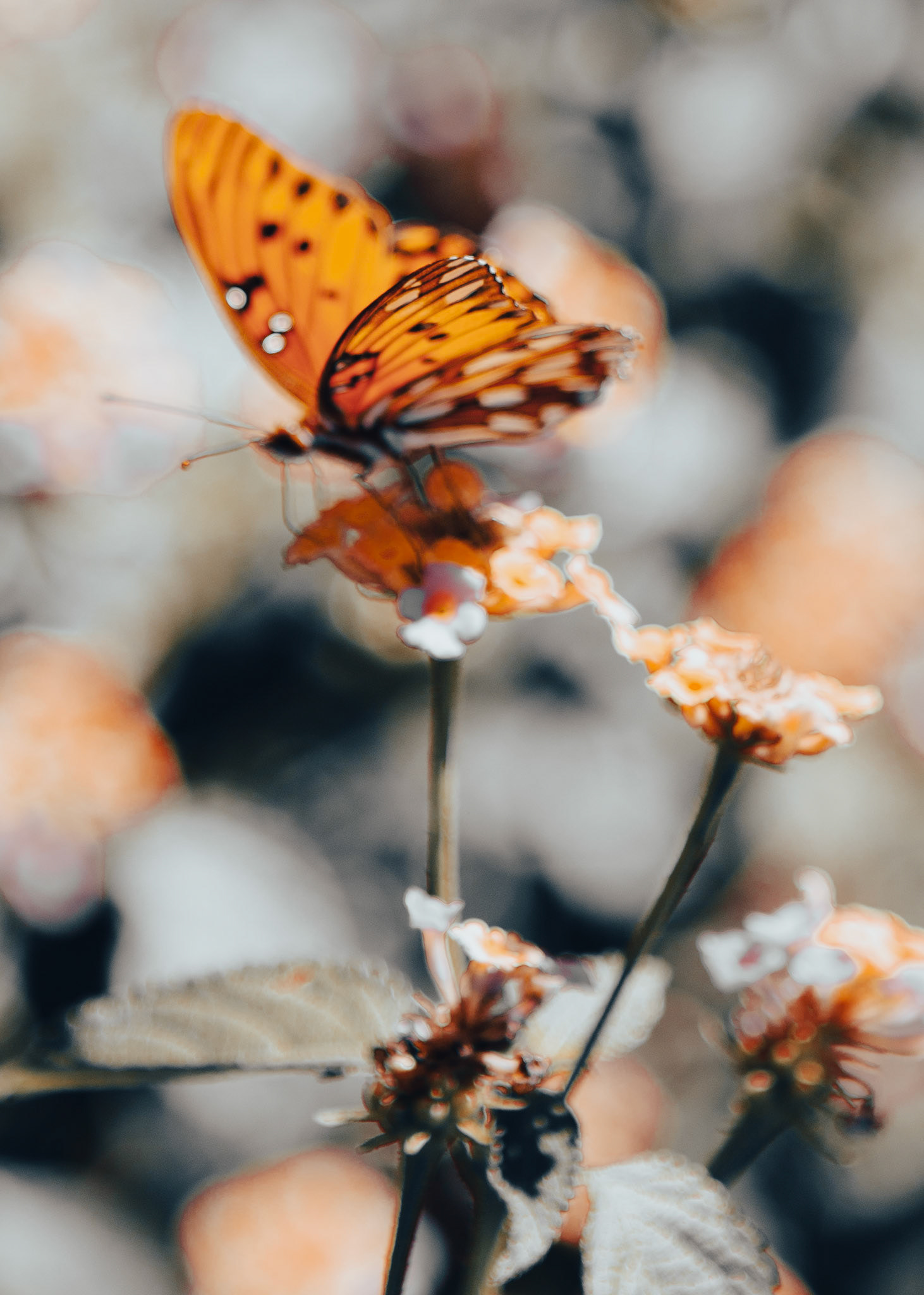 31 - Color Shift Roxanne