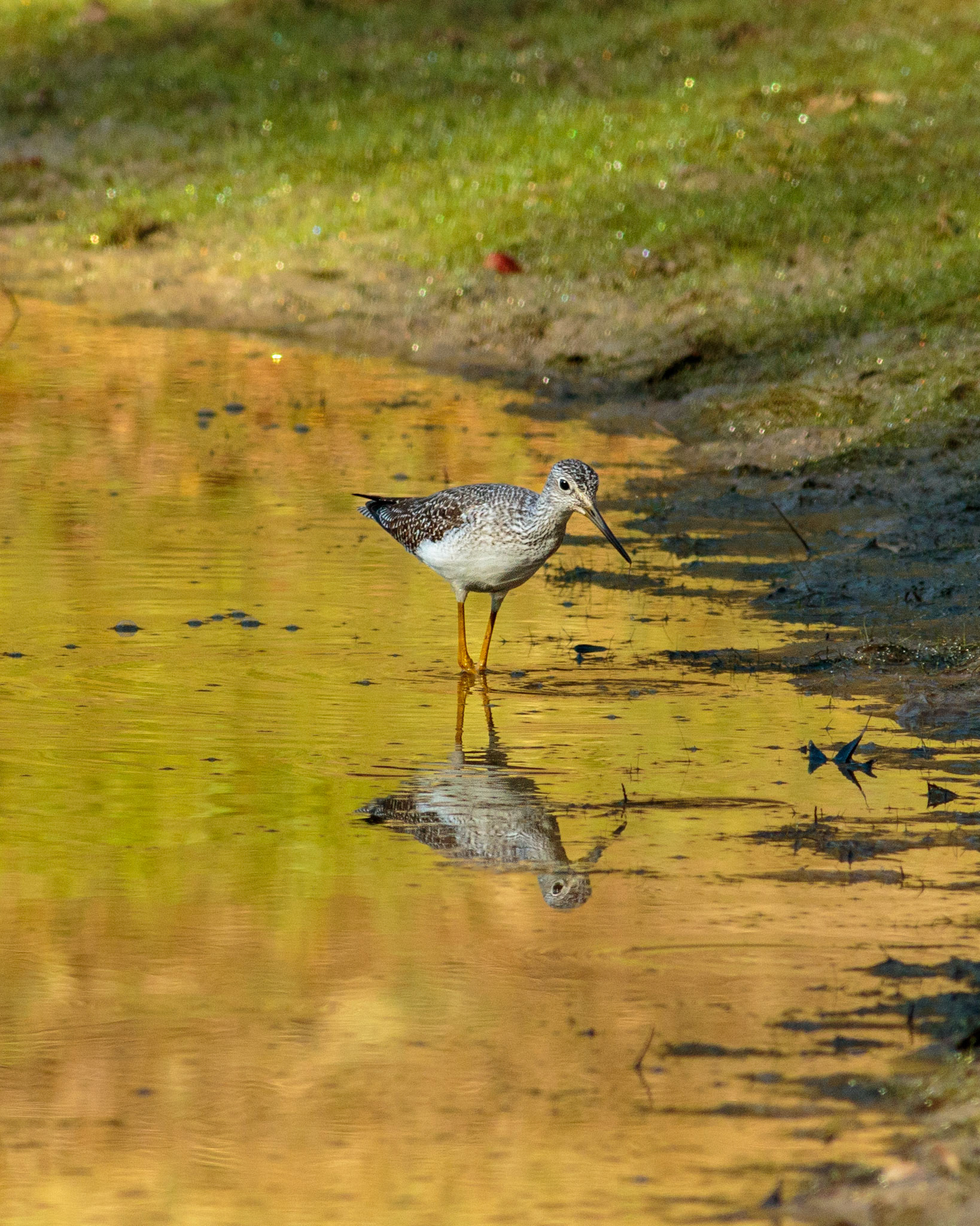 63 - Yellow Legs Over Gold