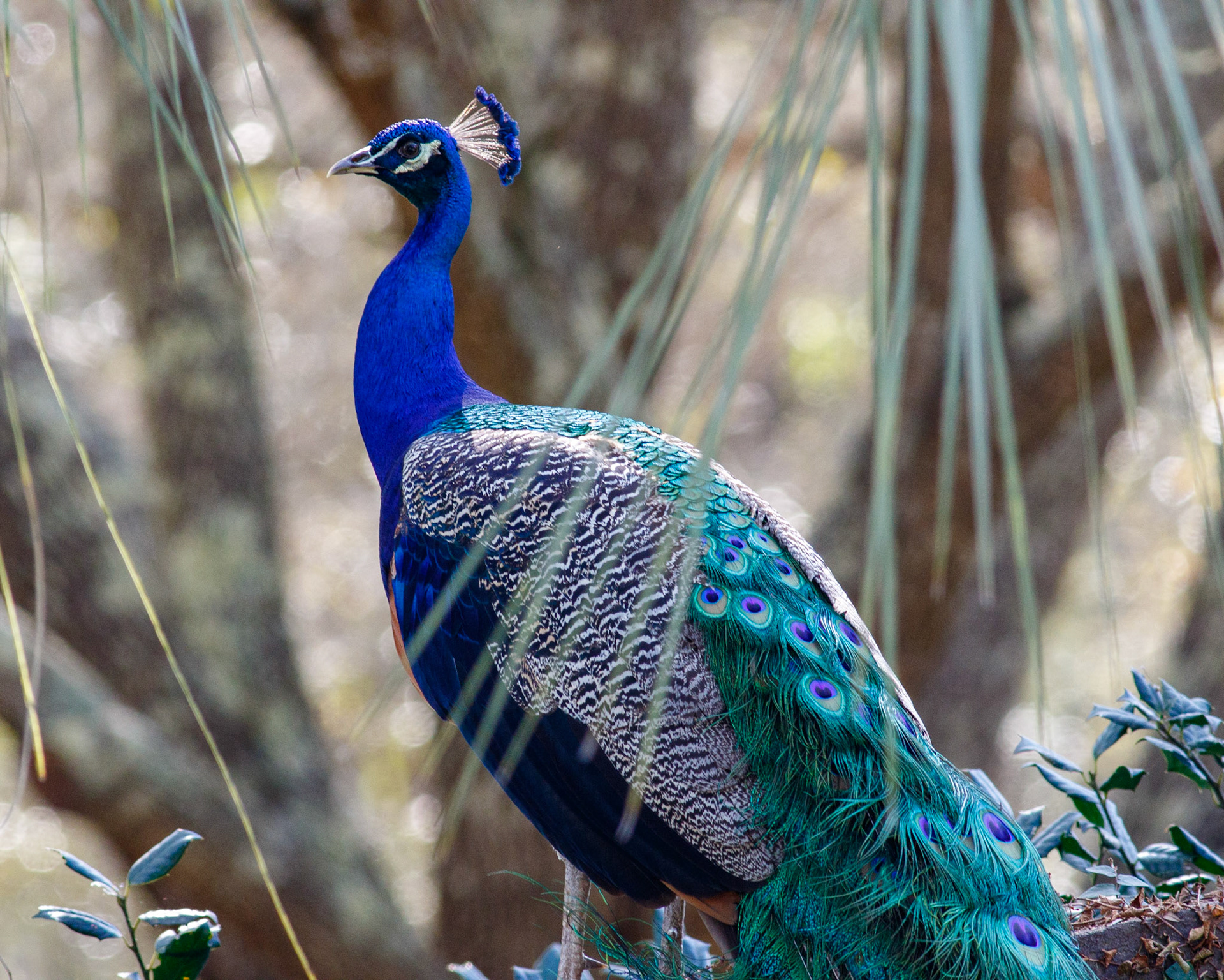 38 - Peafowl at Perch