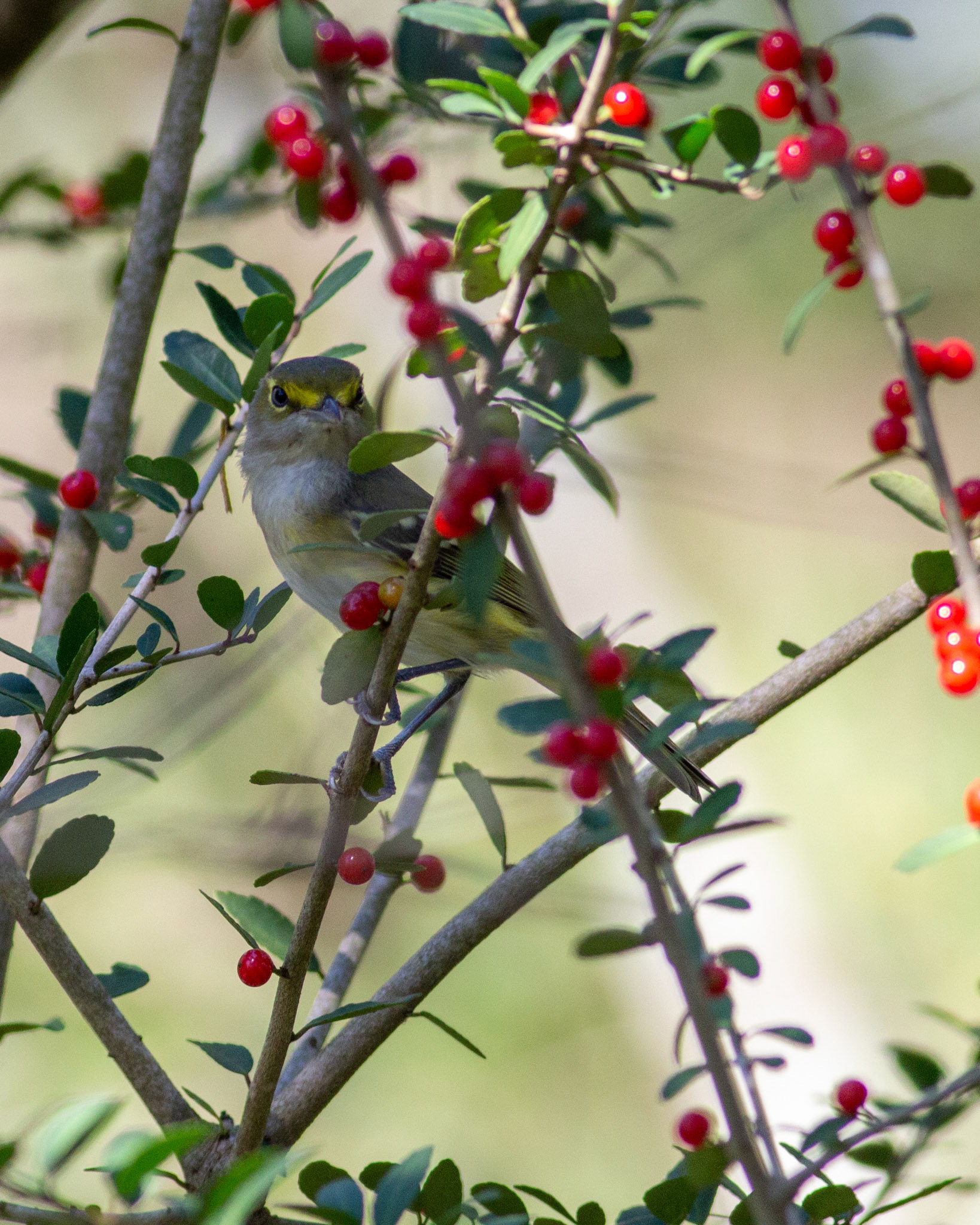11 - Vireo in the Yaupon