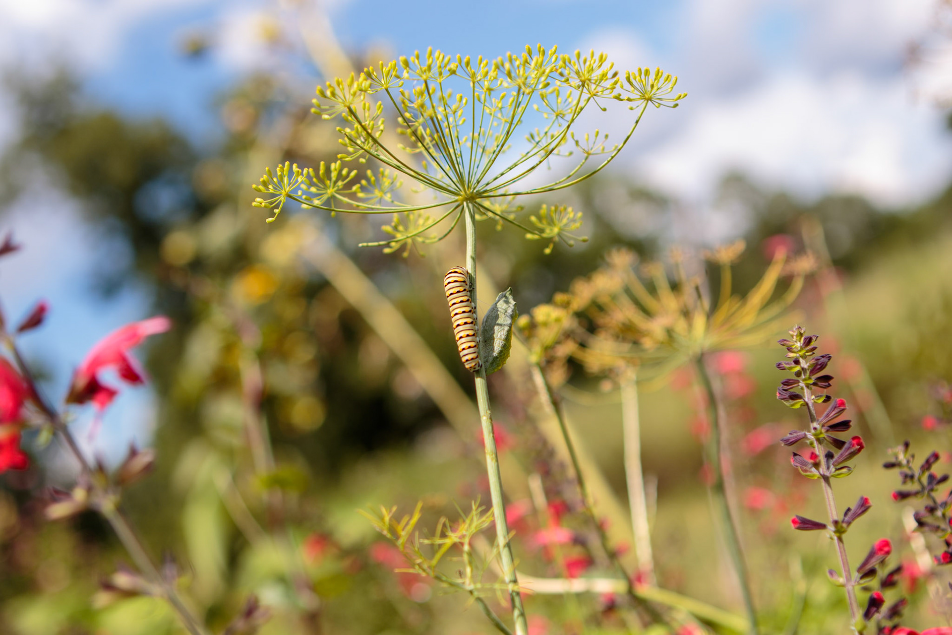 49 - A Midsummer Dream