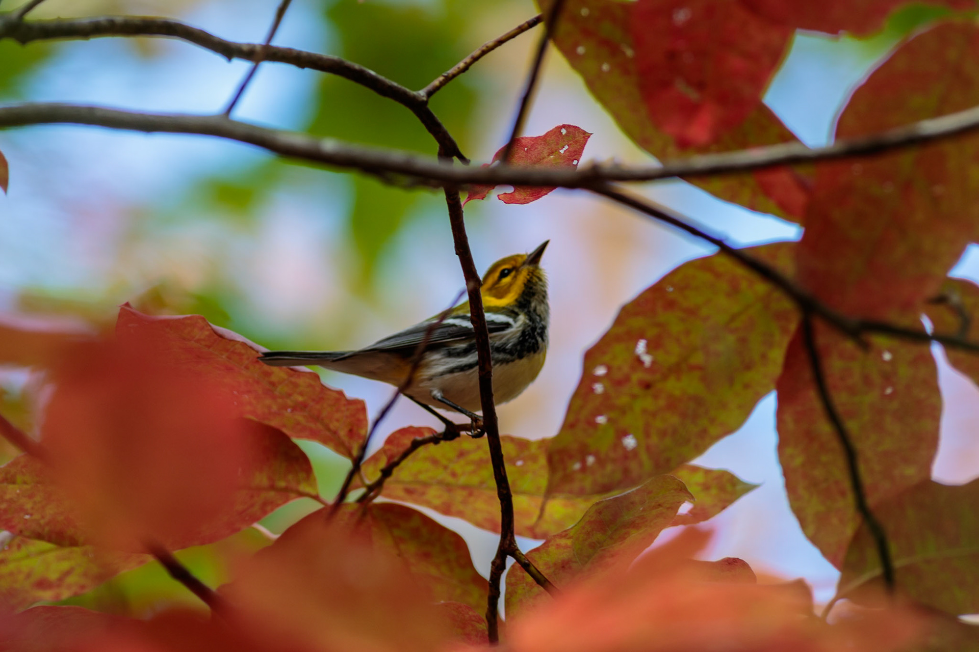 57 - Black-Throated Green