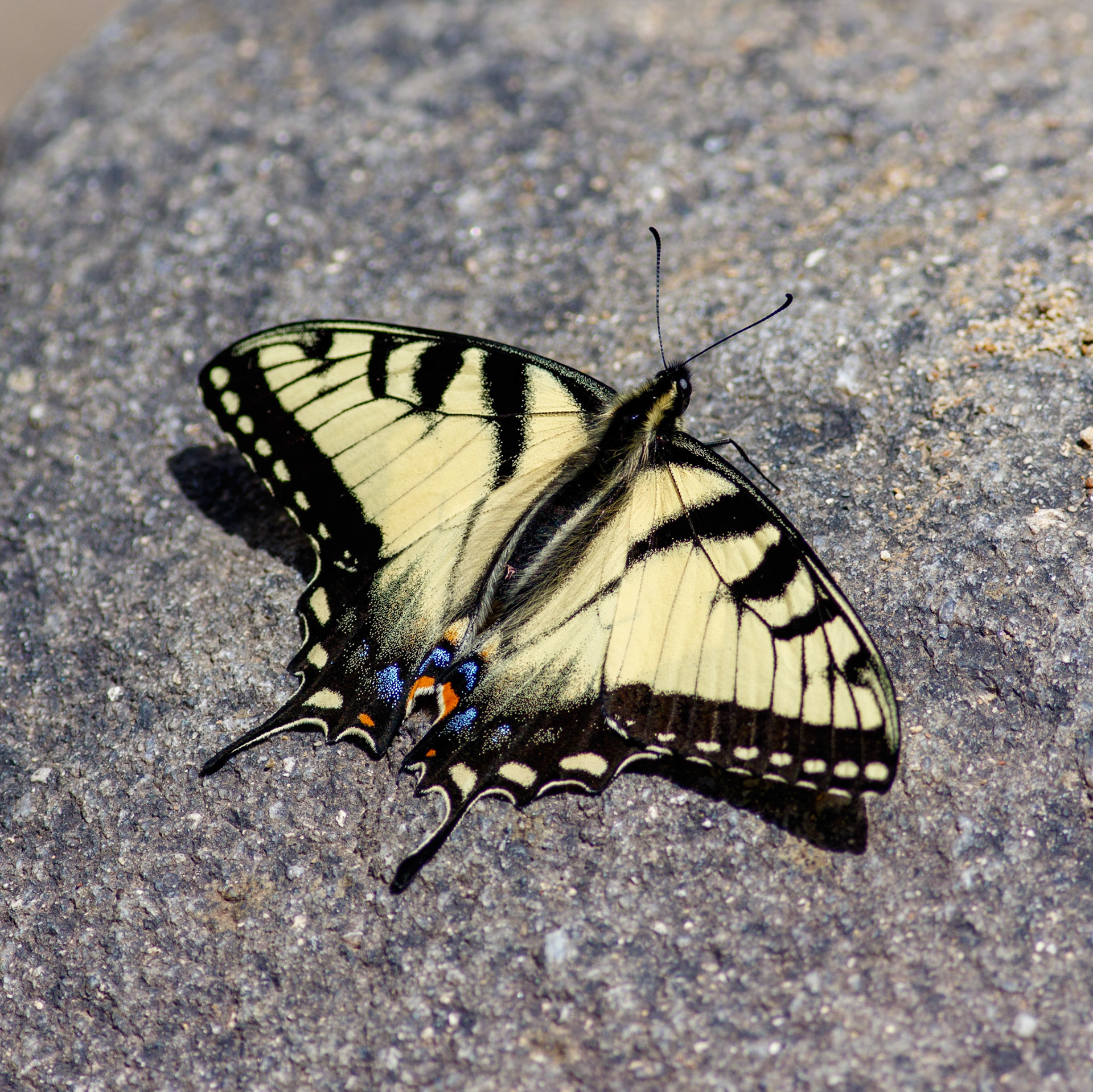 20 - Cohutta Swallowtail
