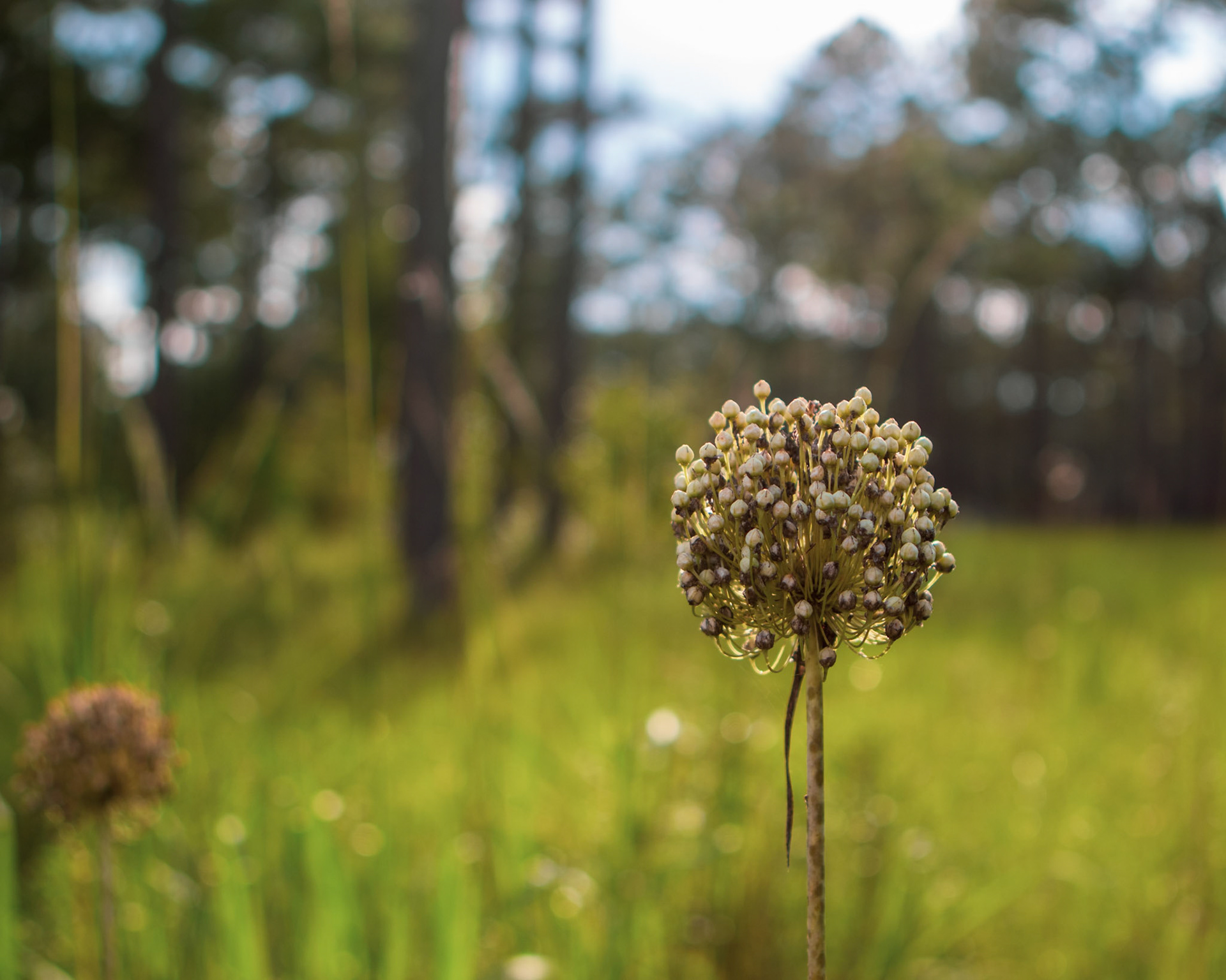 29 - Wild Georgia Garlic