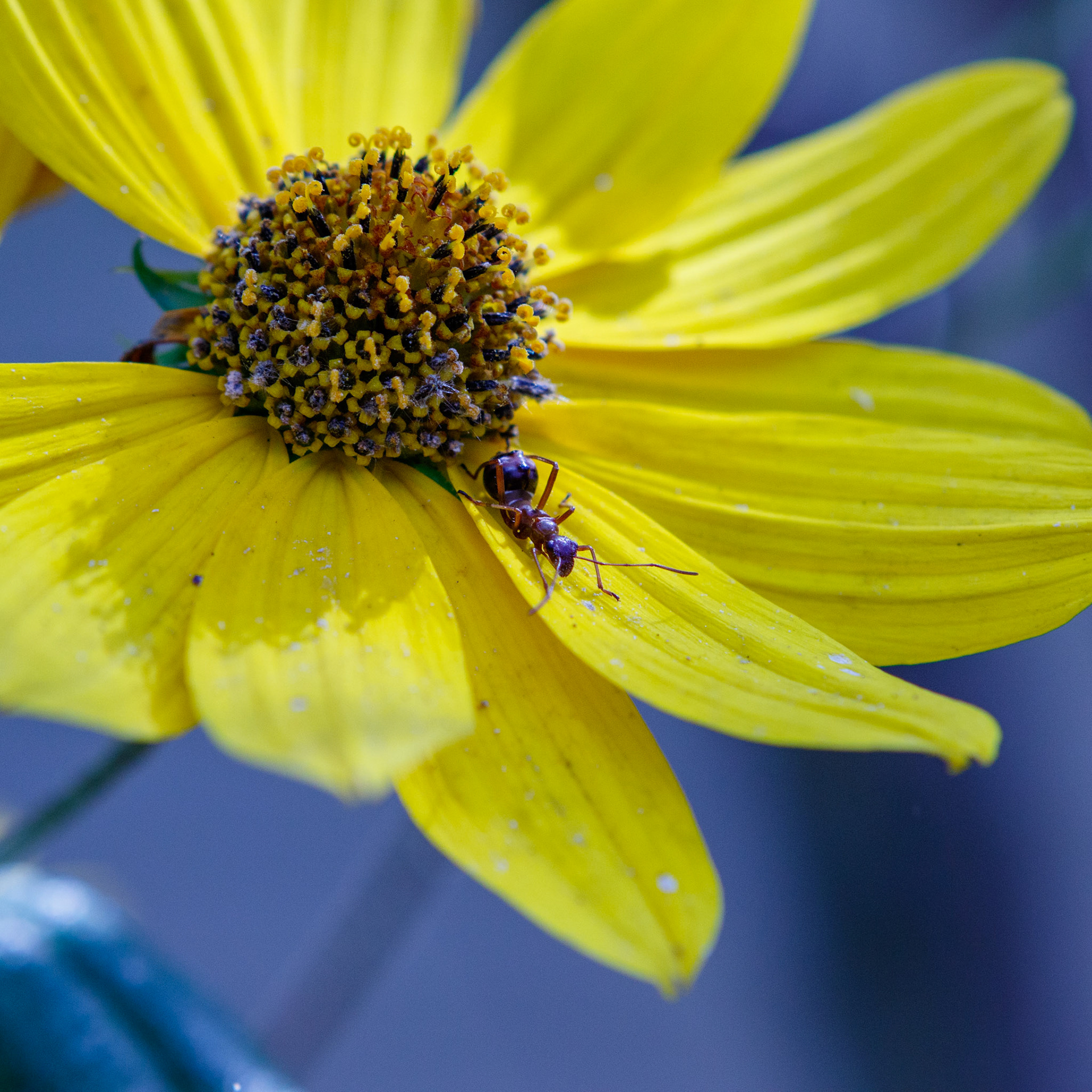 30 - Imposter Among the Petals