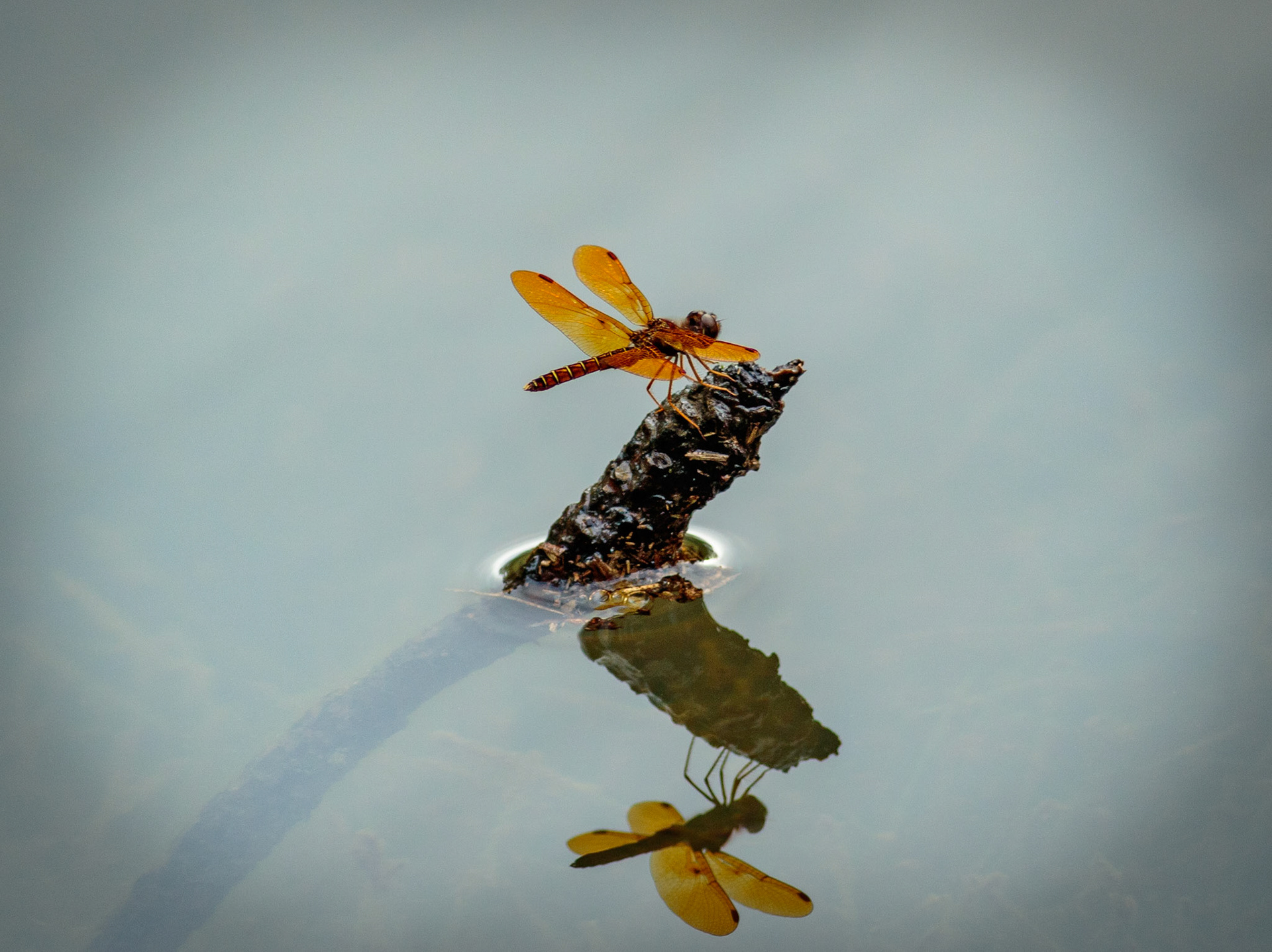 53 - Amberwing at Sea
