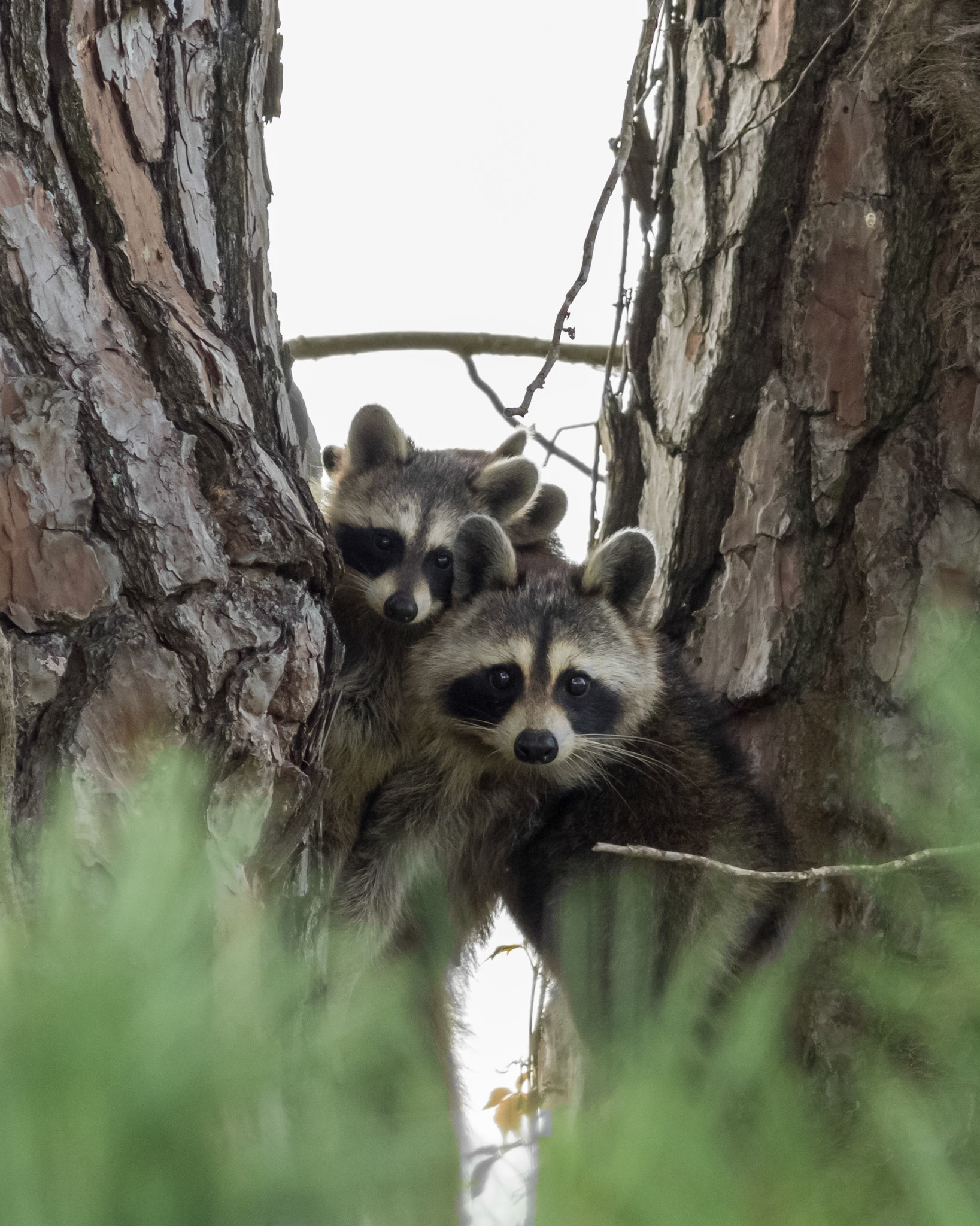26 - Mother Raccoon and her Kits