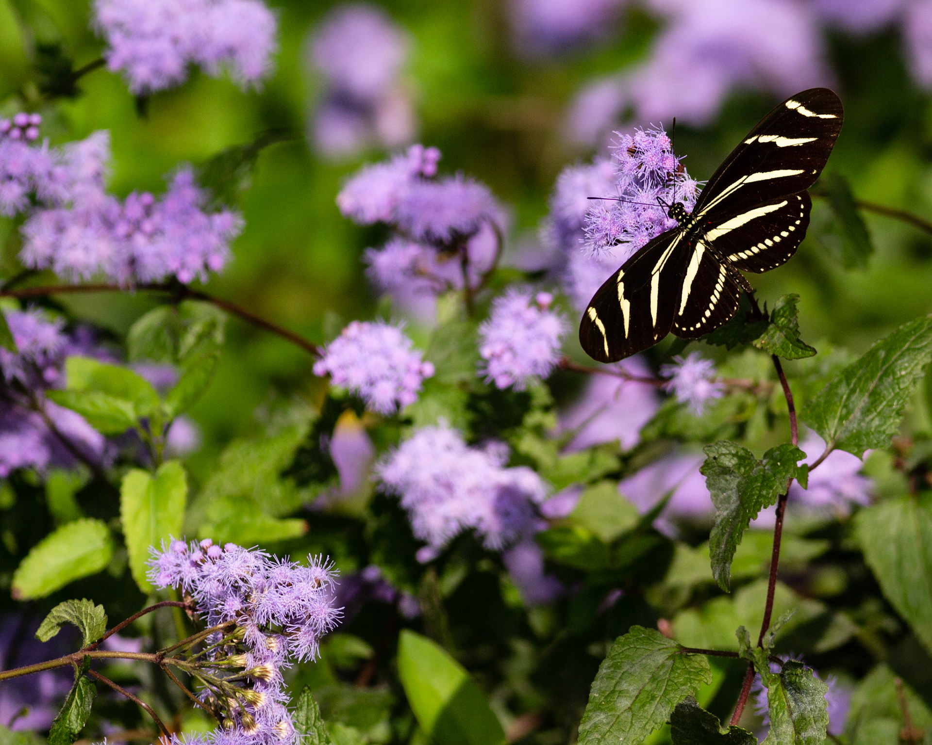 13 - Esmerelda on Purple Mist