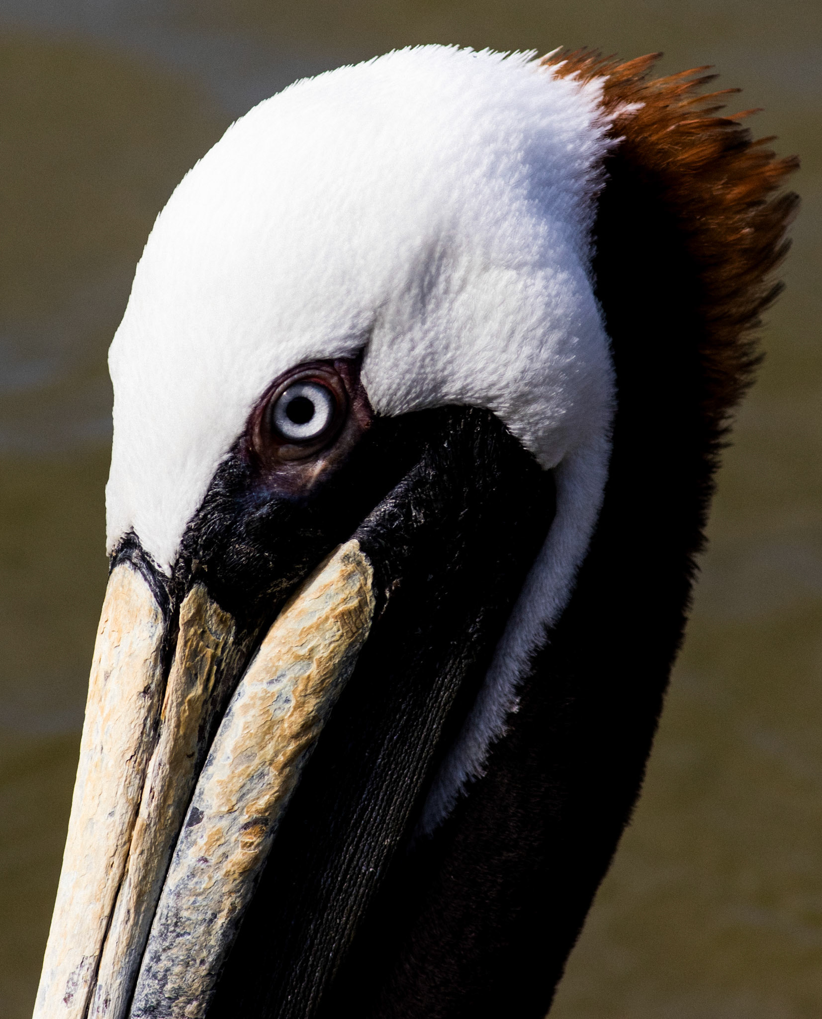 22 - The Eye of the Pelican