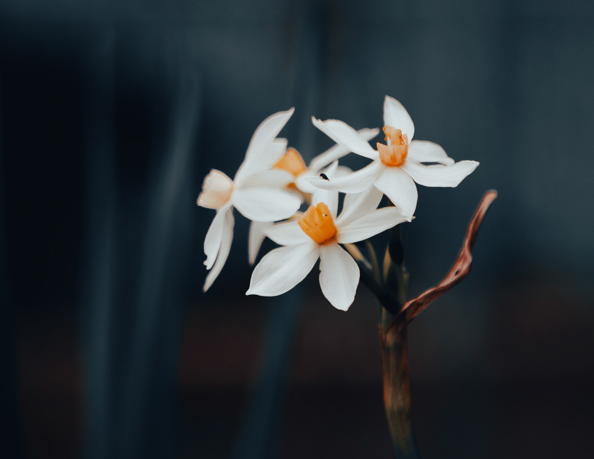 32 - Daffodils Sans Daylight