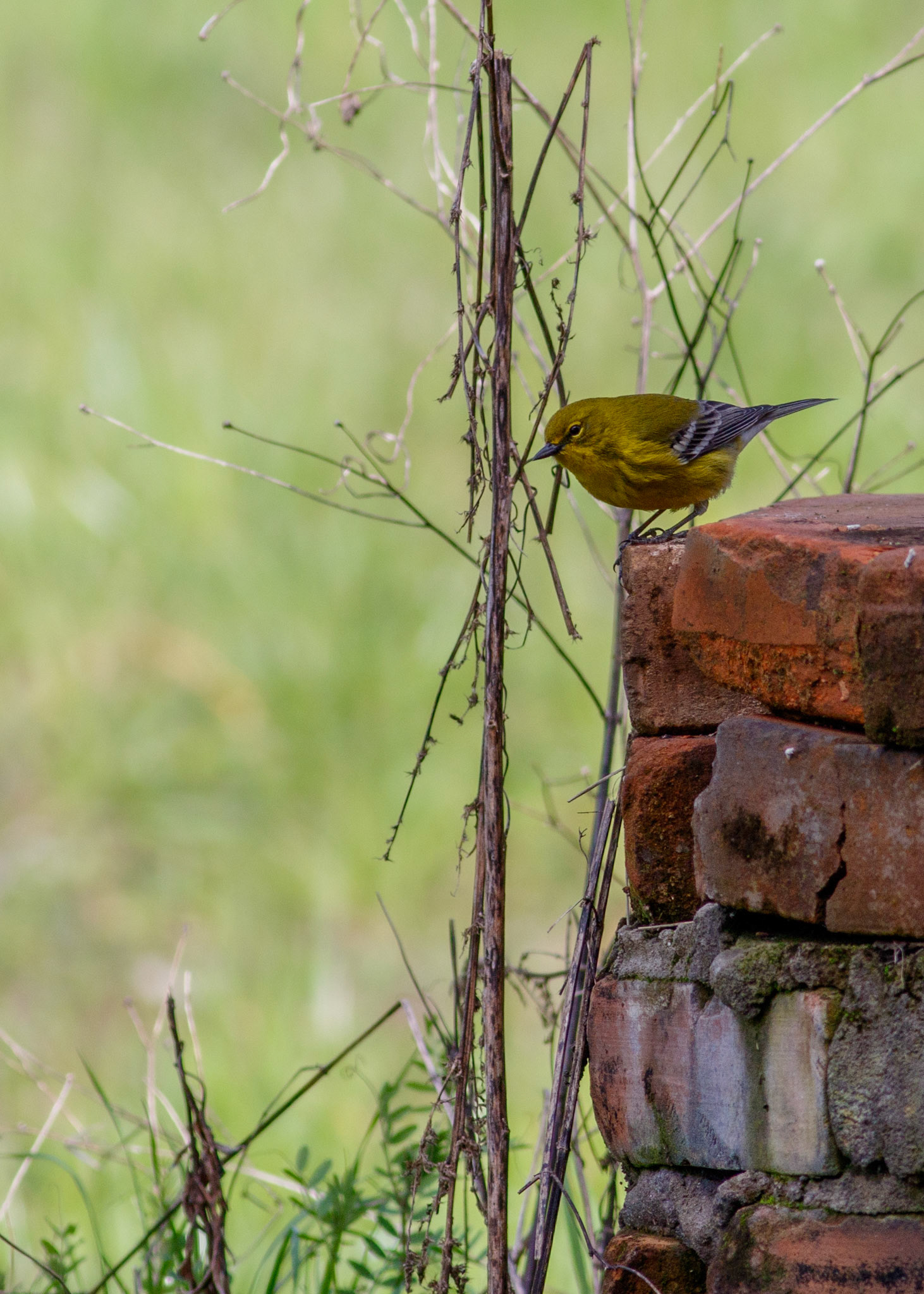 19 - Warbler at the Well