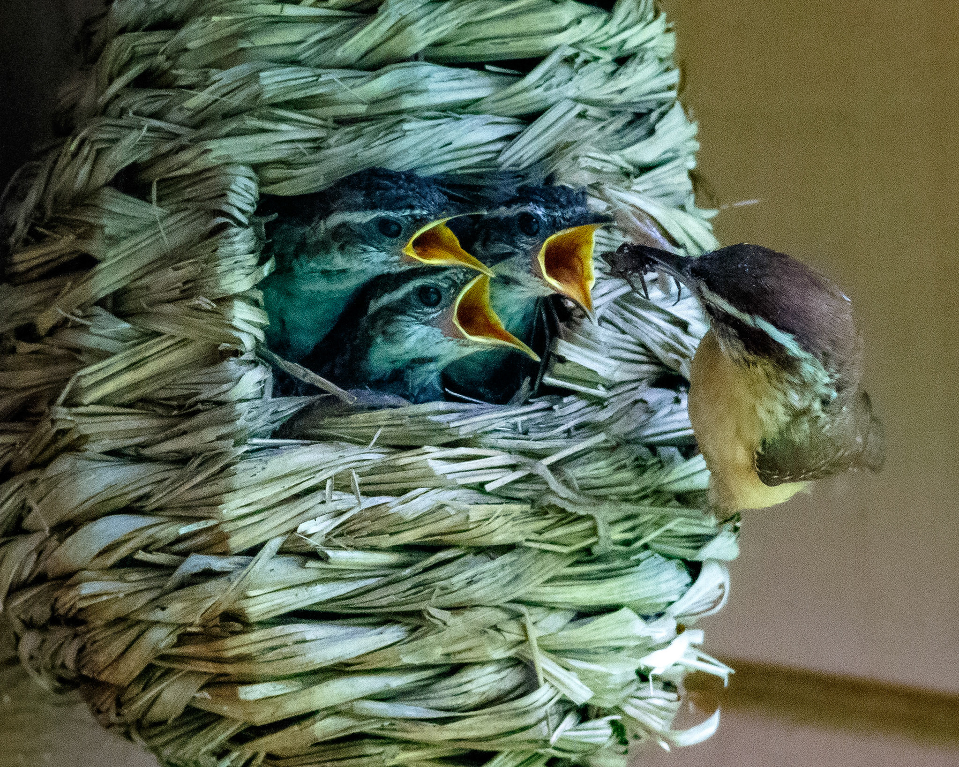 39 - A Healthy Family