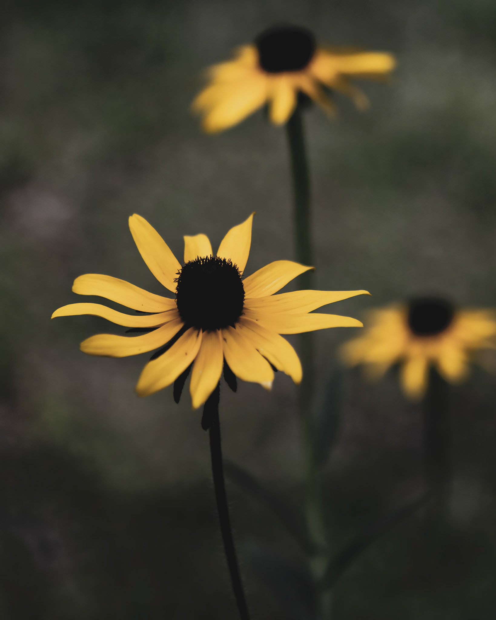 24 - Susan and Her Sisters