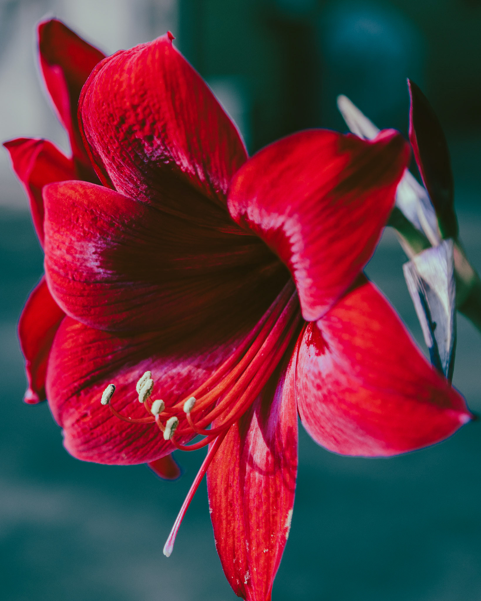 40 - Grandmother Amaryllis