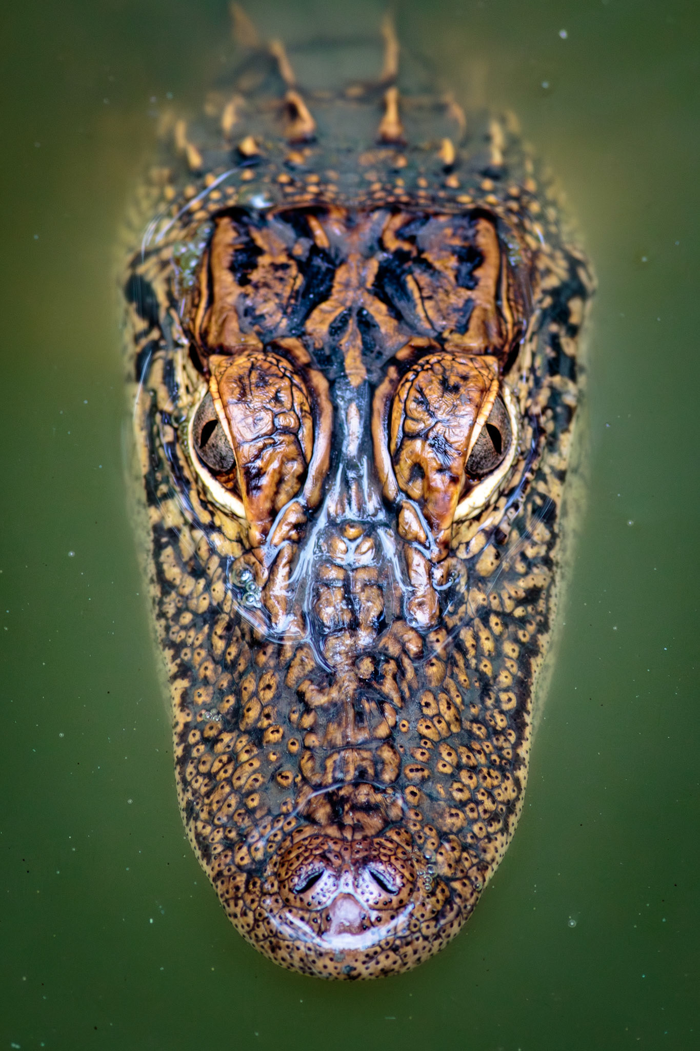 47 - Chickasaw Gator