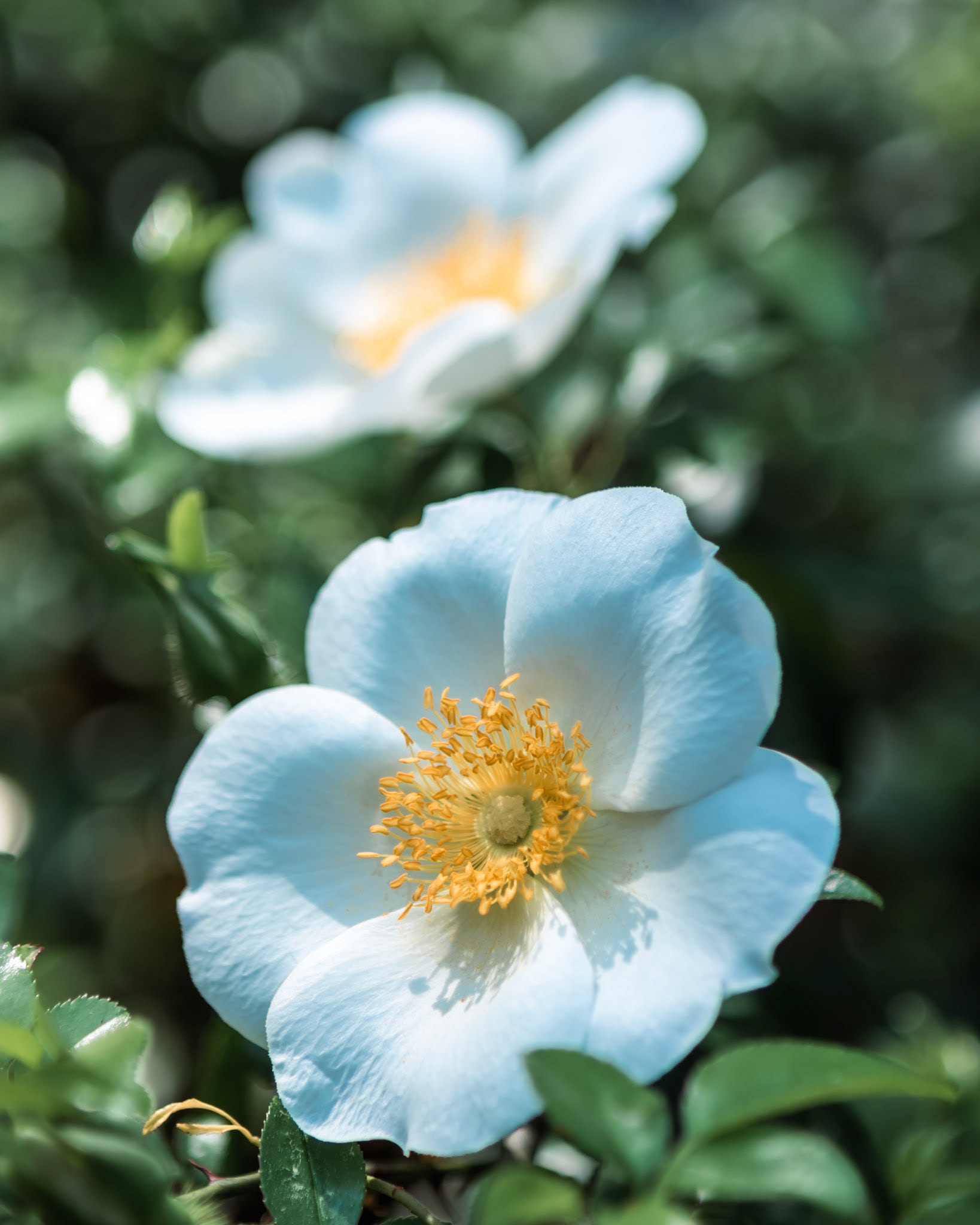 35 - Georgia’s Rose