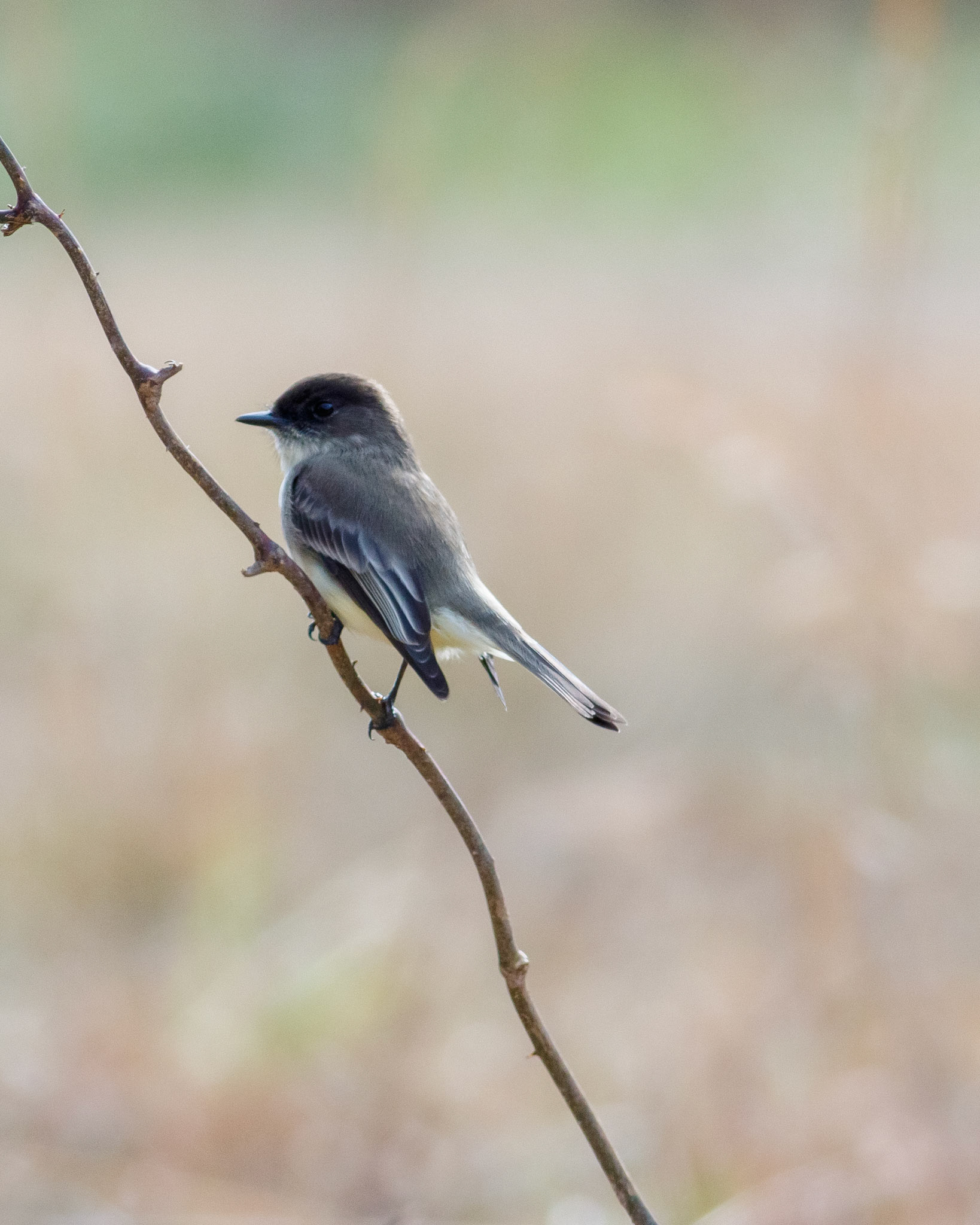 15 - Joe Kurz Phoebe