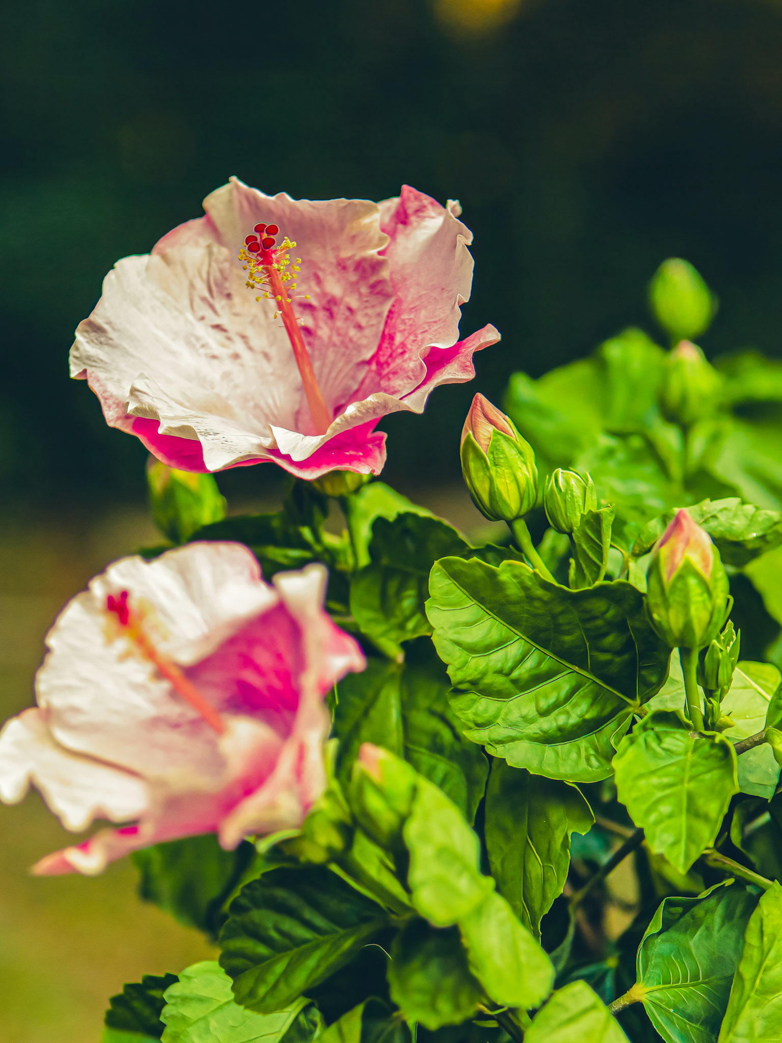 25 - Tie-Dyed Hibiscus