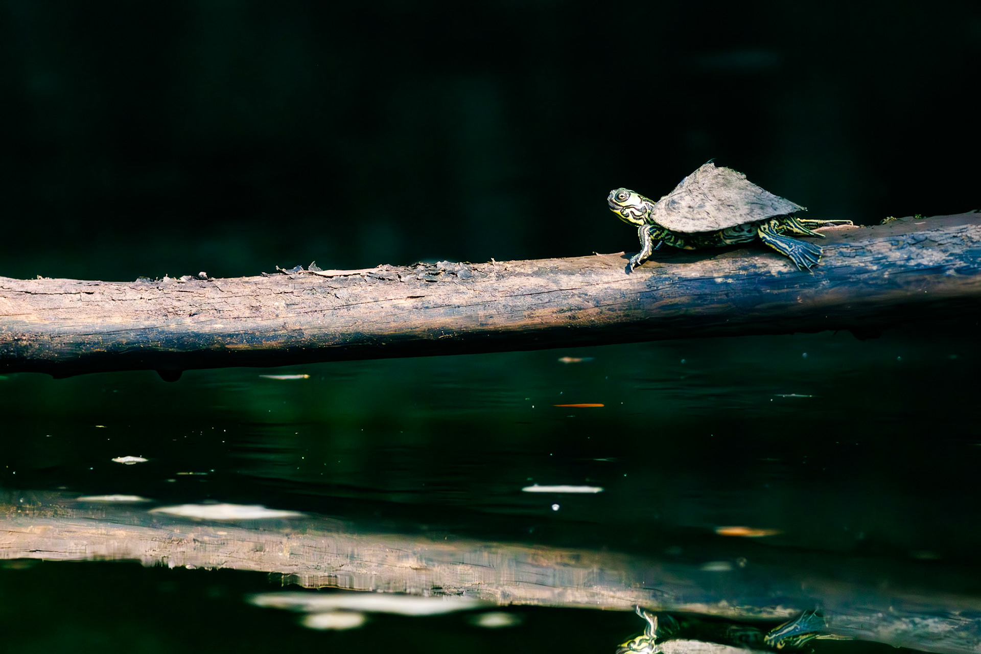 Barbours Map &amp; Brother