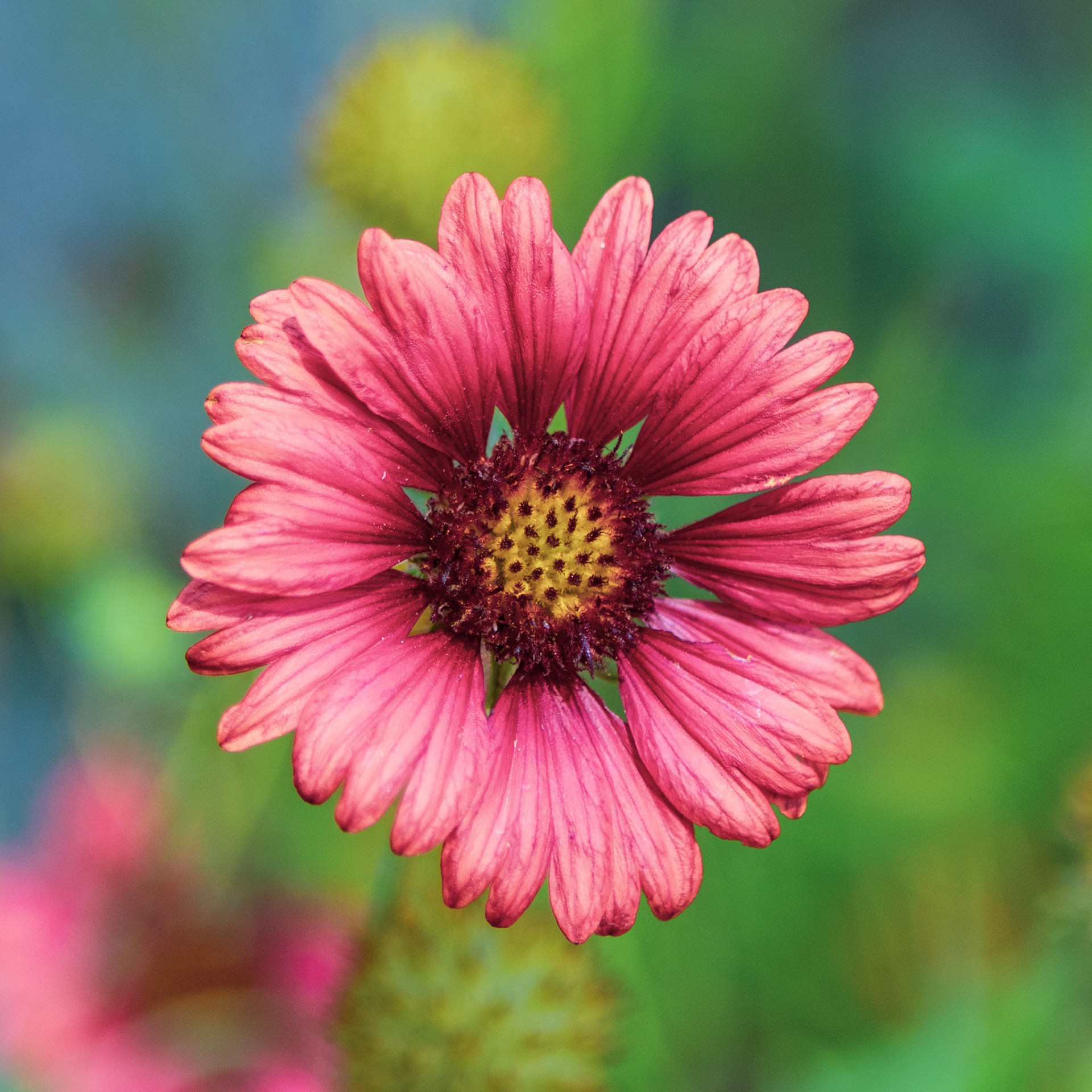 23 - Blanket Flower