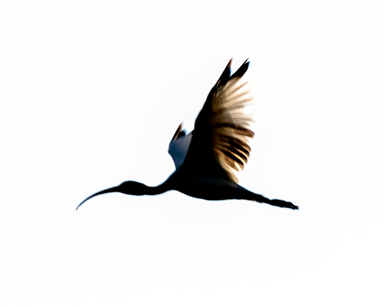 06 - The Flight of the Ibis