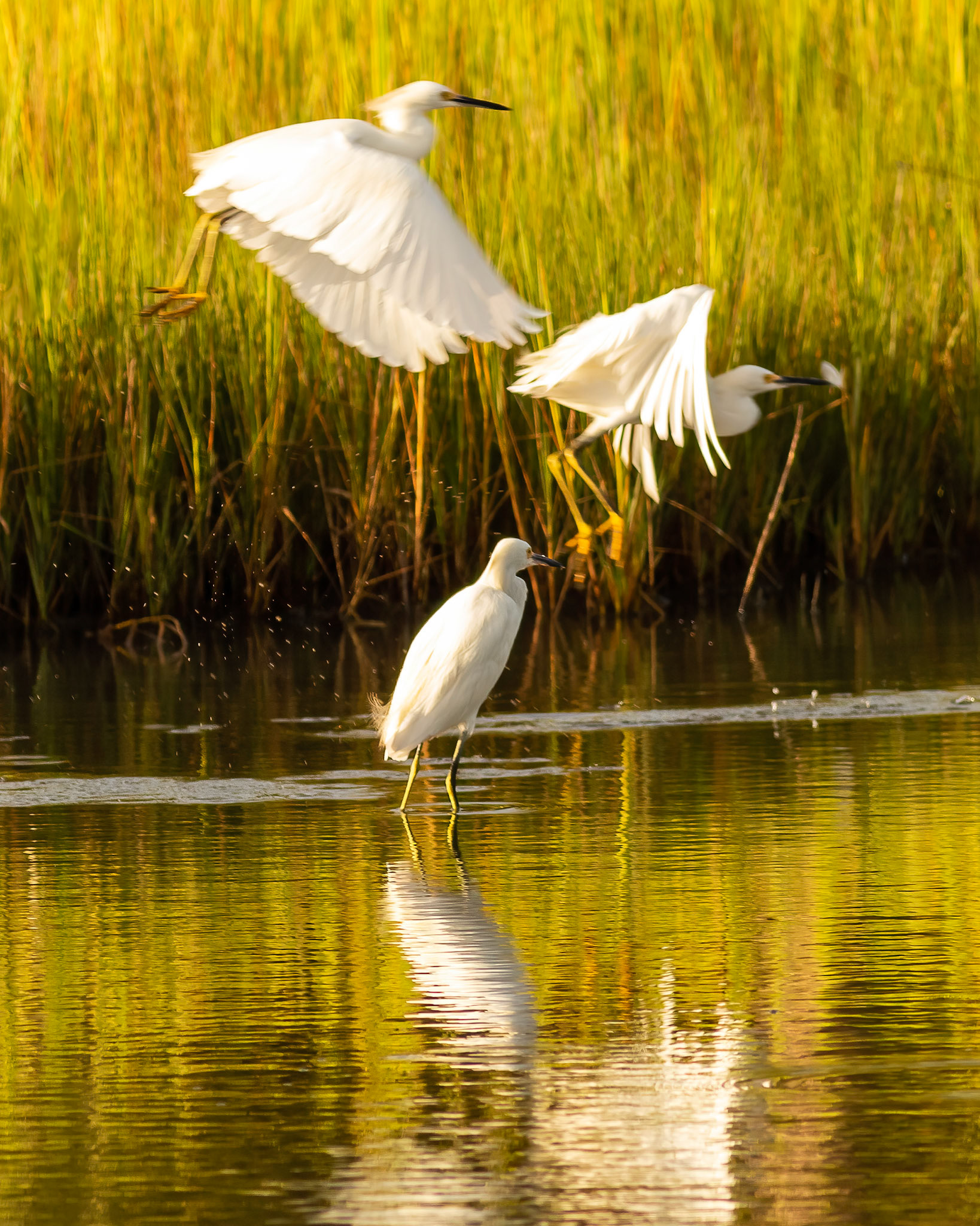 07 - On Golden Marshes