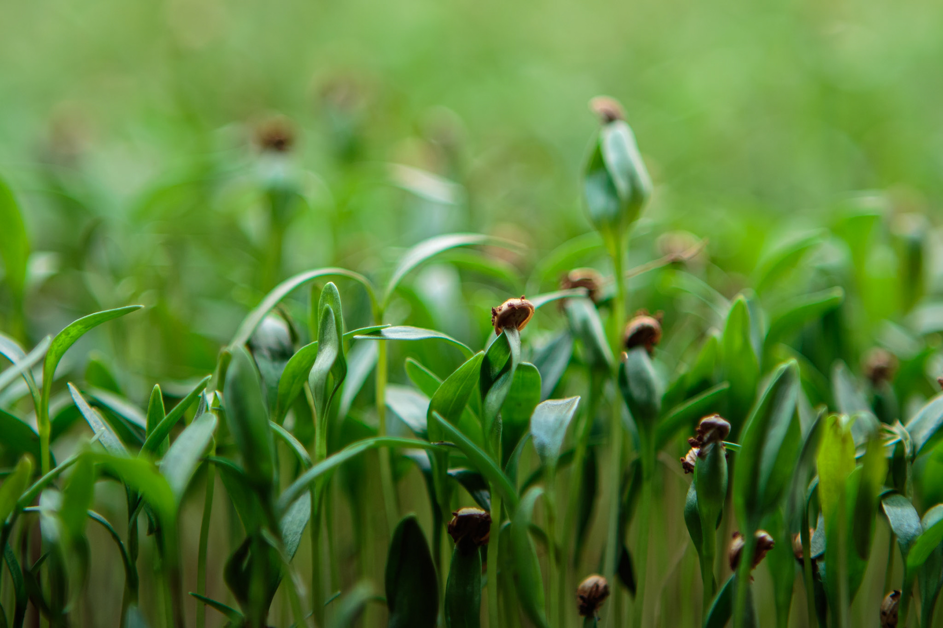 56 - Fickle Cilantro