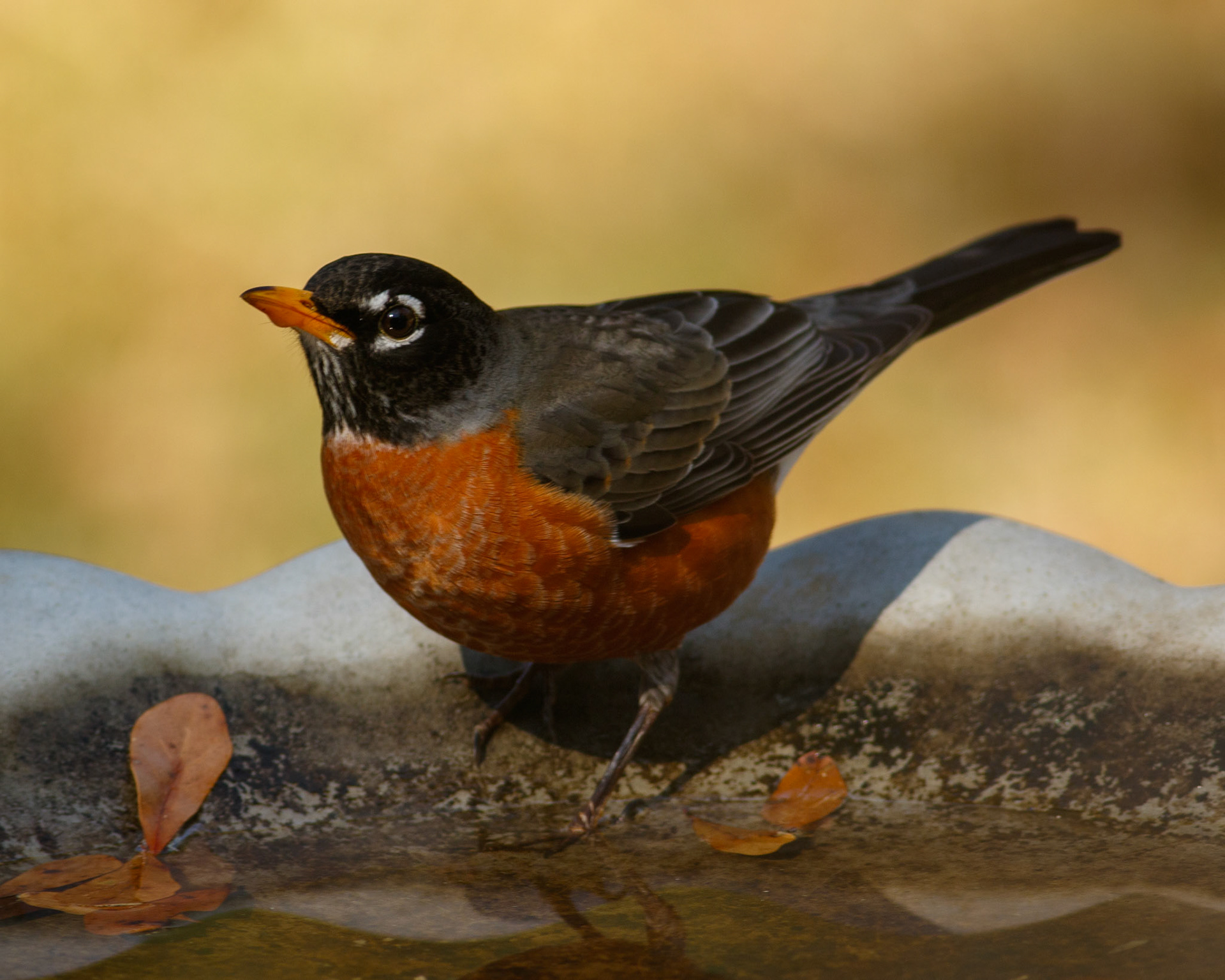 33 - Robin on the Rim