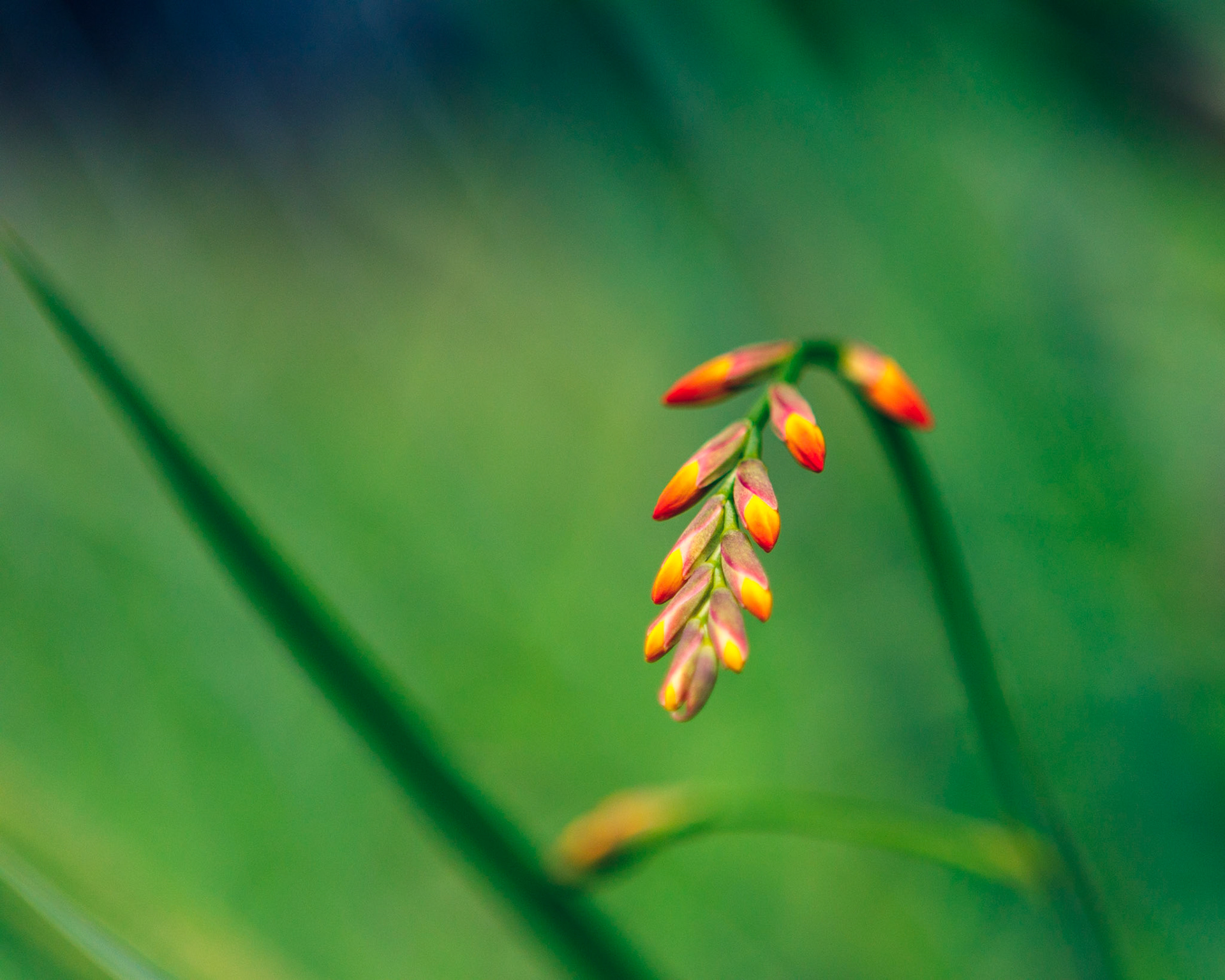 28 - Lucifer Flower in Spring