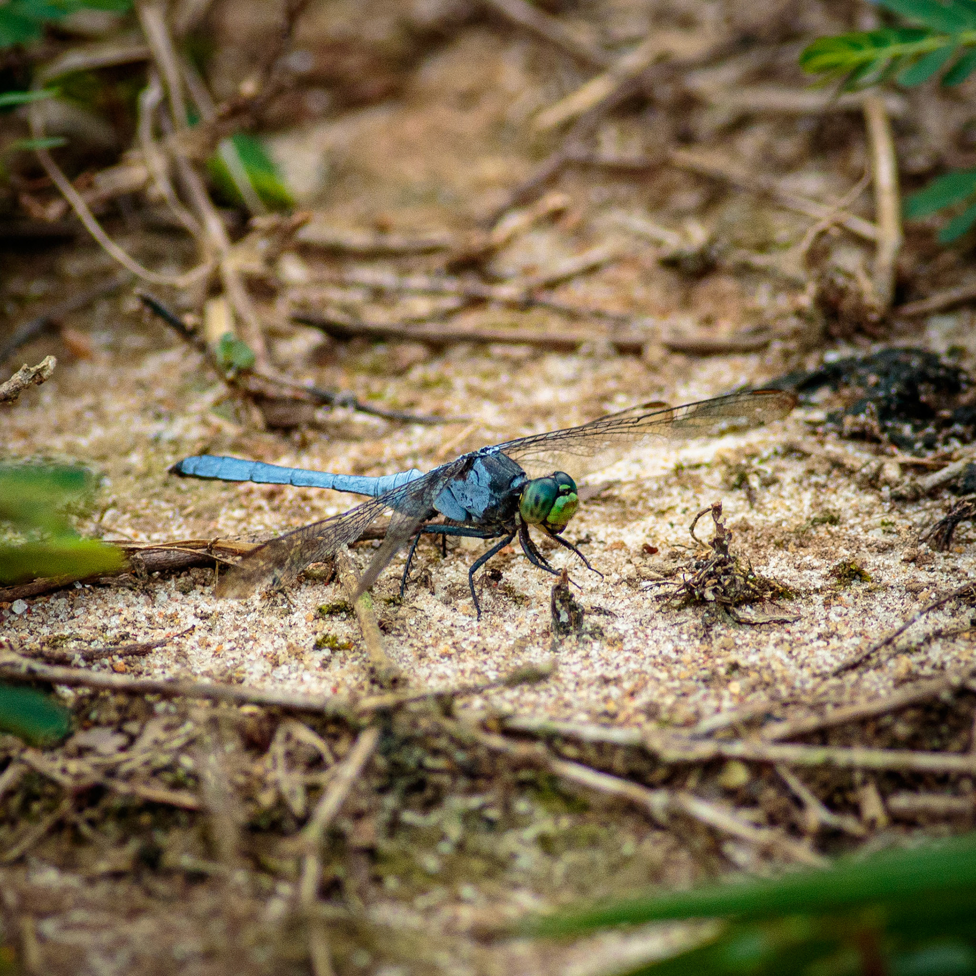 51 - A Dasher’s Dream