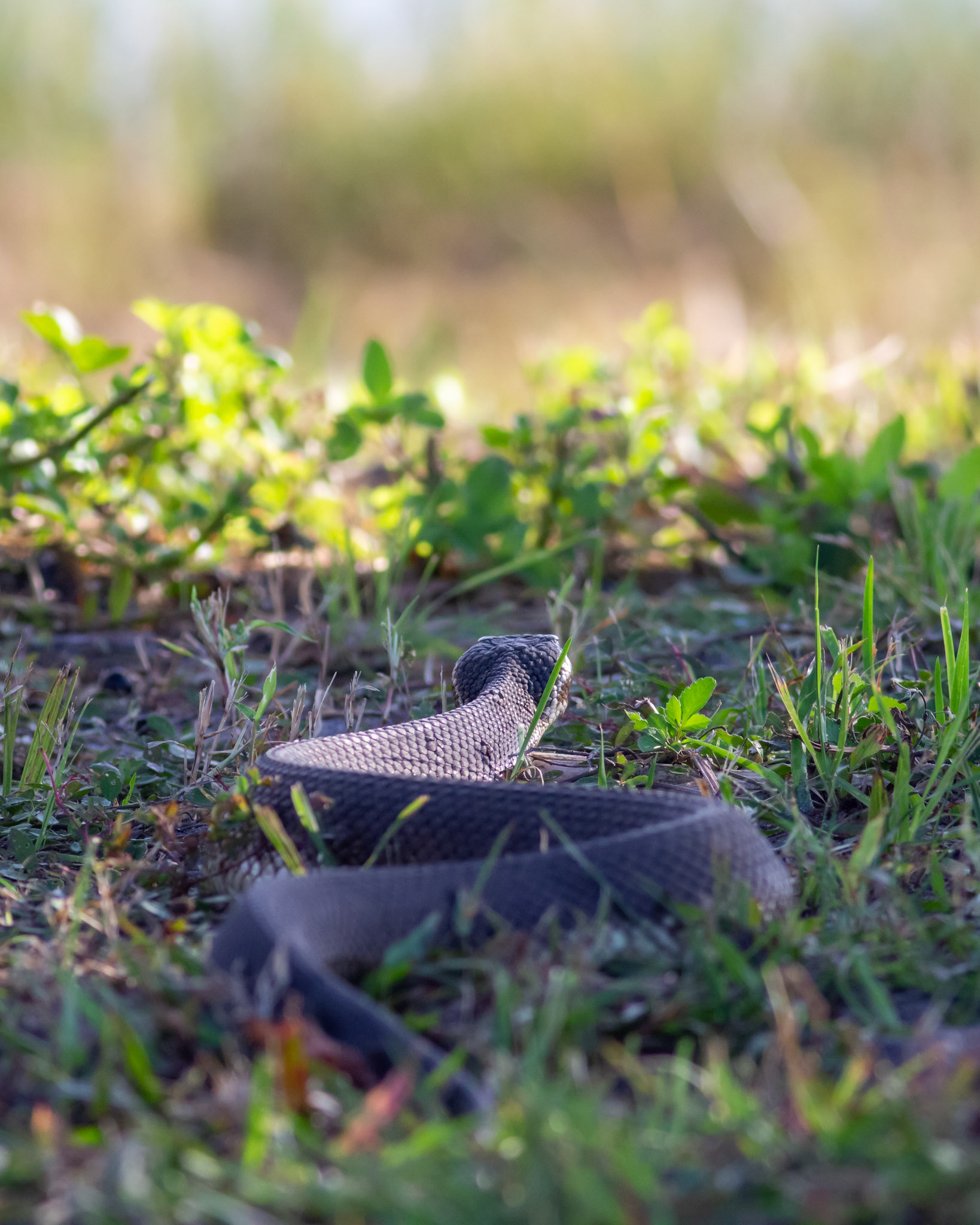 A Cottonmouth snake moves swiftly toward saftey.