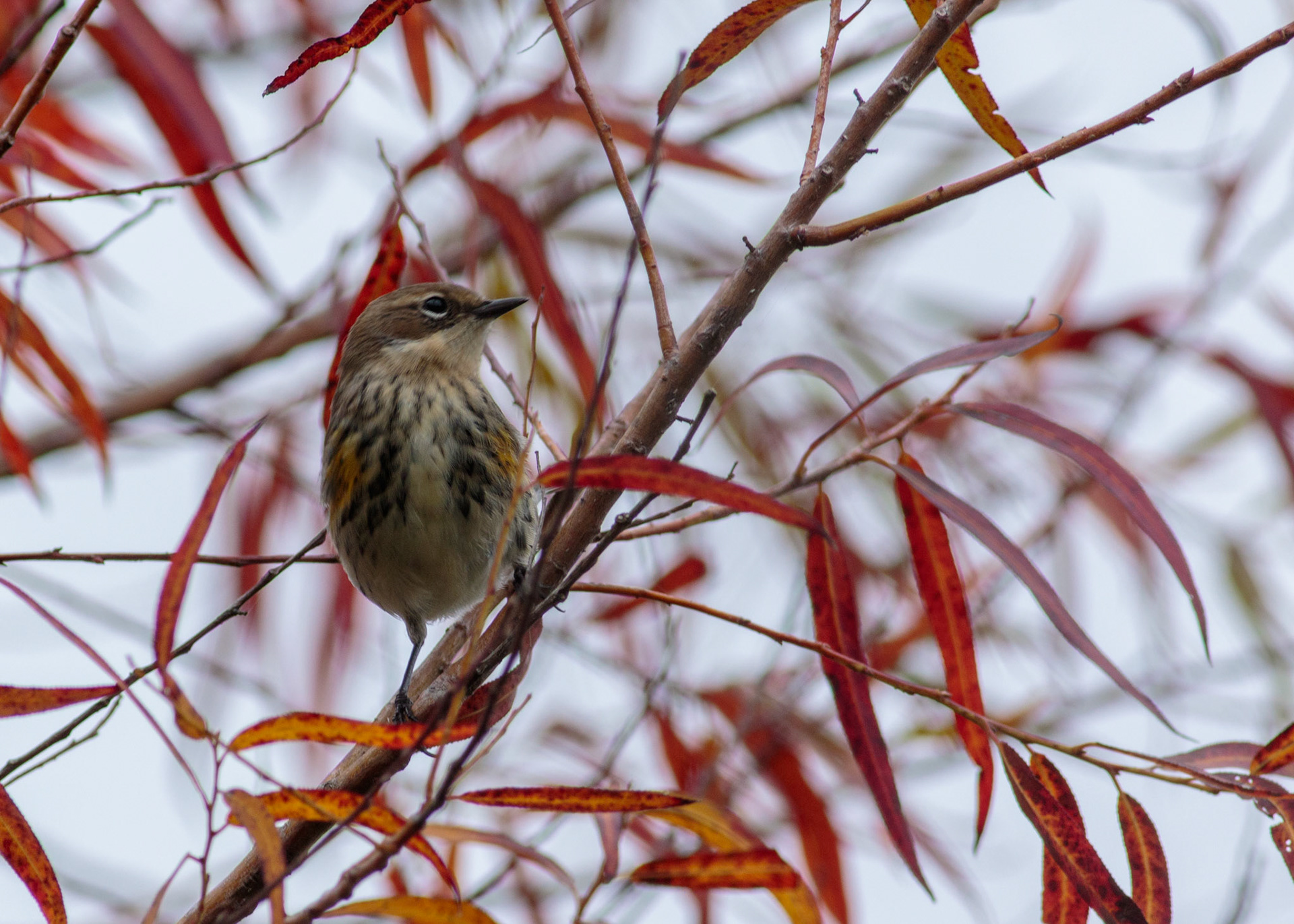 61 - Warbler and Willow