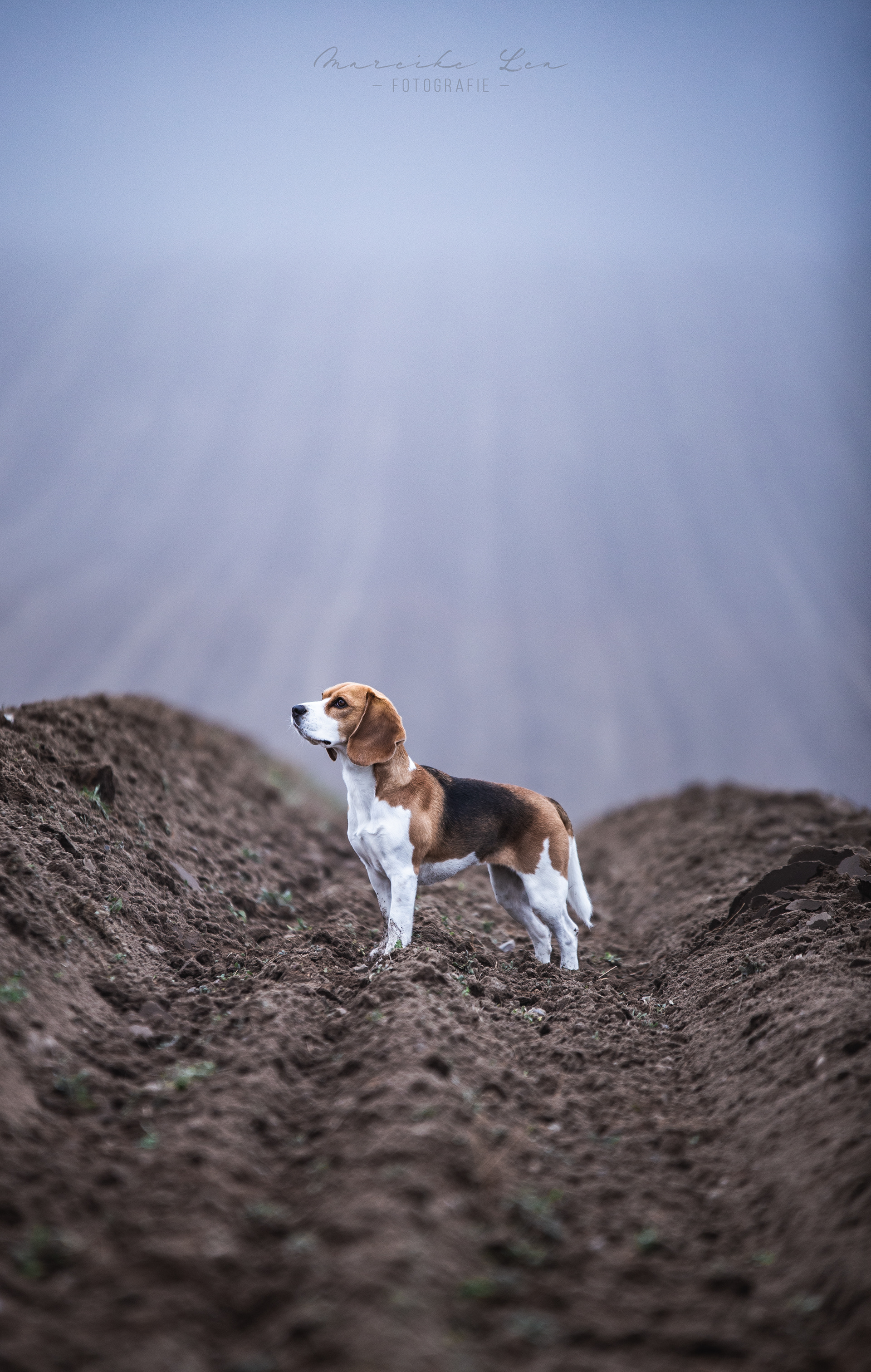 Beagle im Nebel
