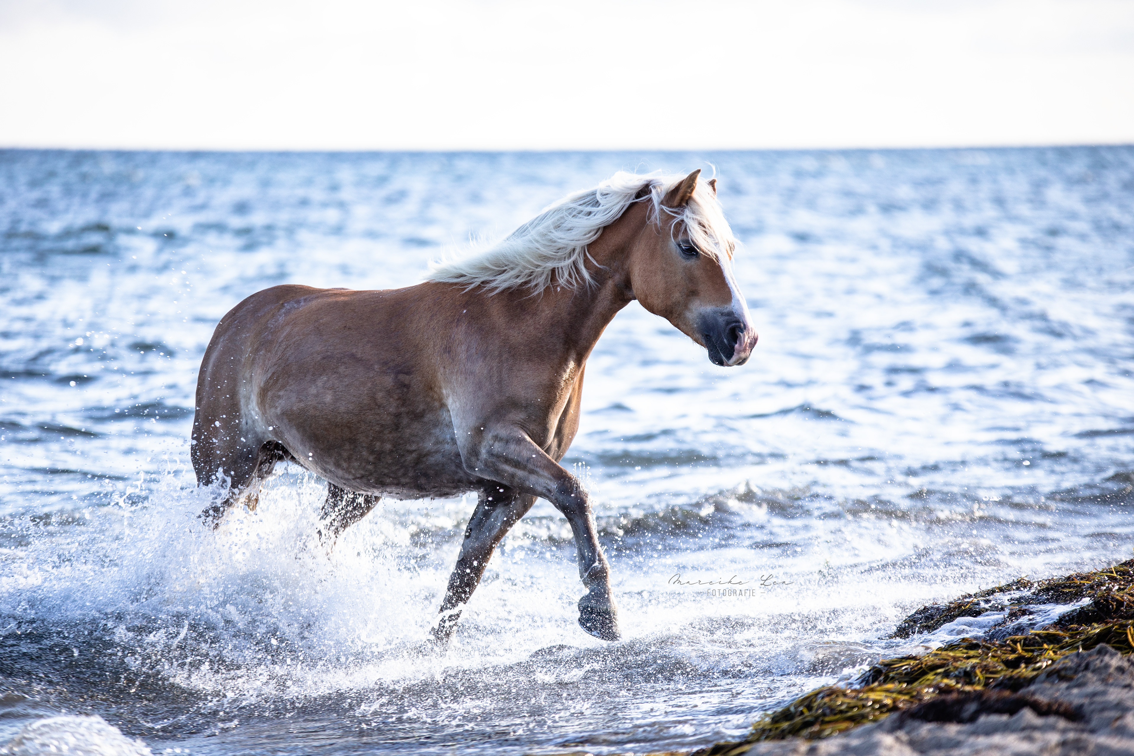 Haflinger am Meer