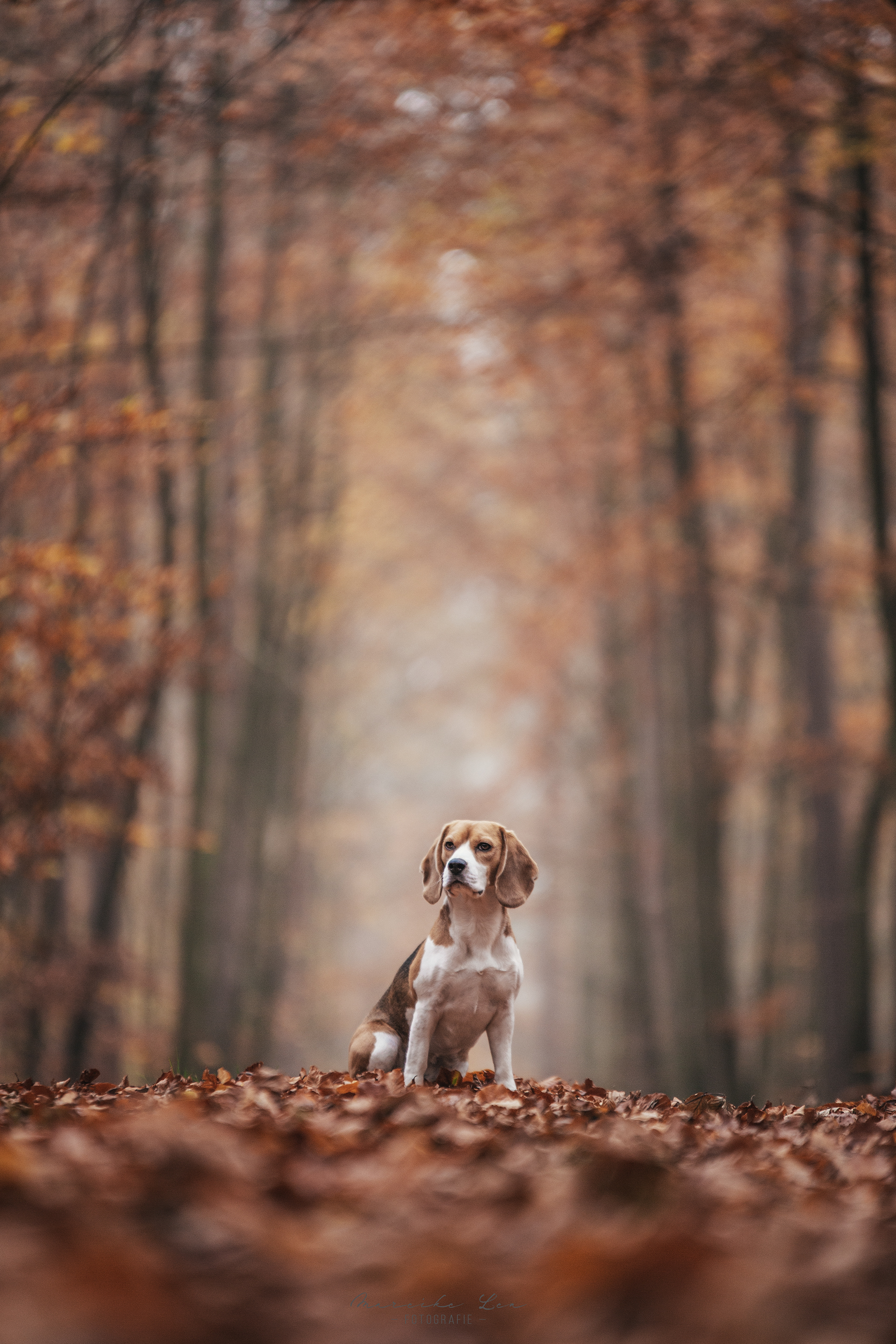 Beagle im Herbstwald