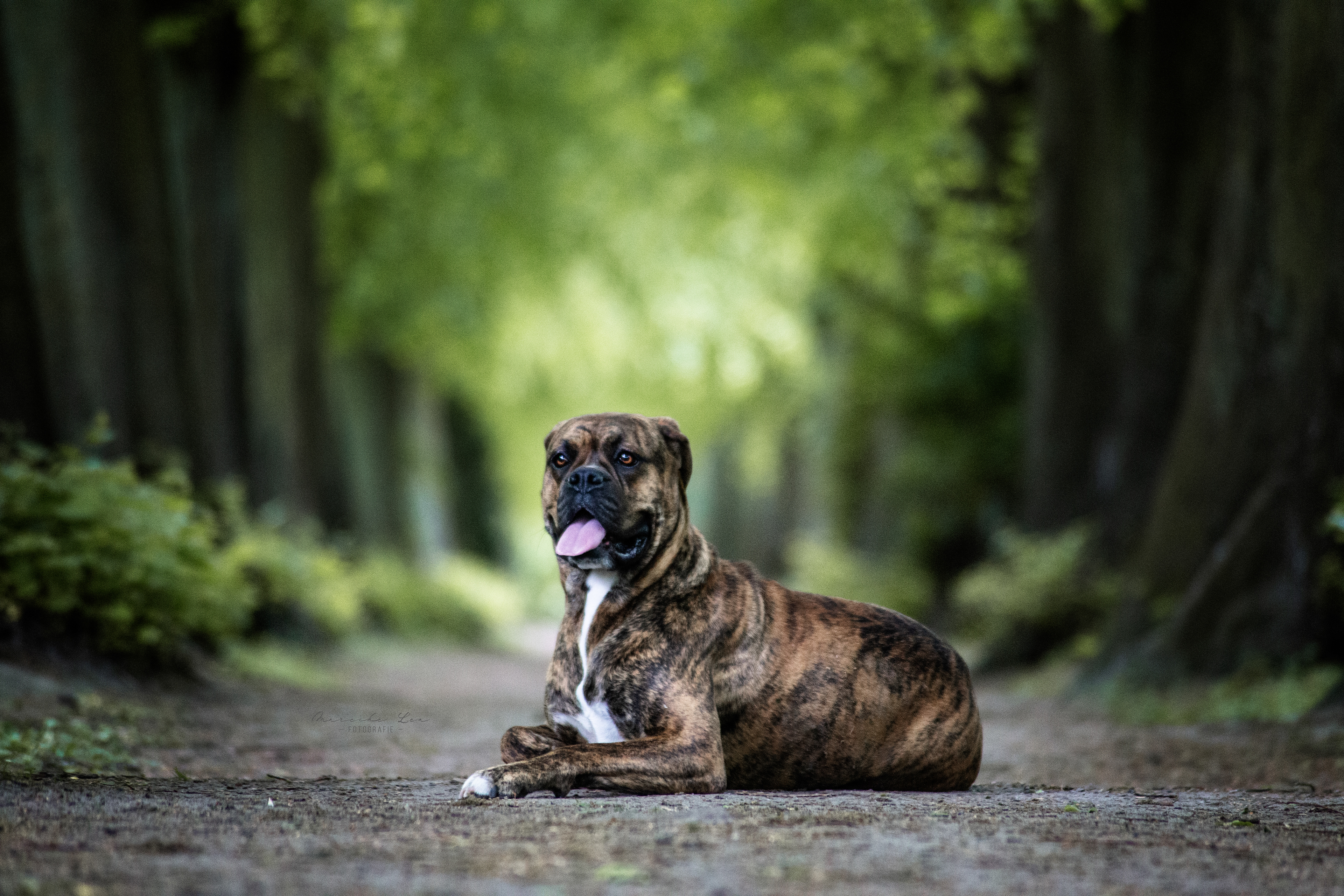 Boxer Mischling im Park