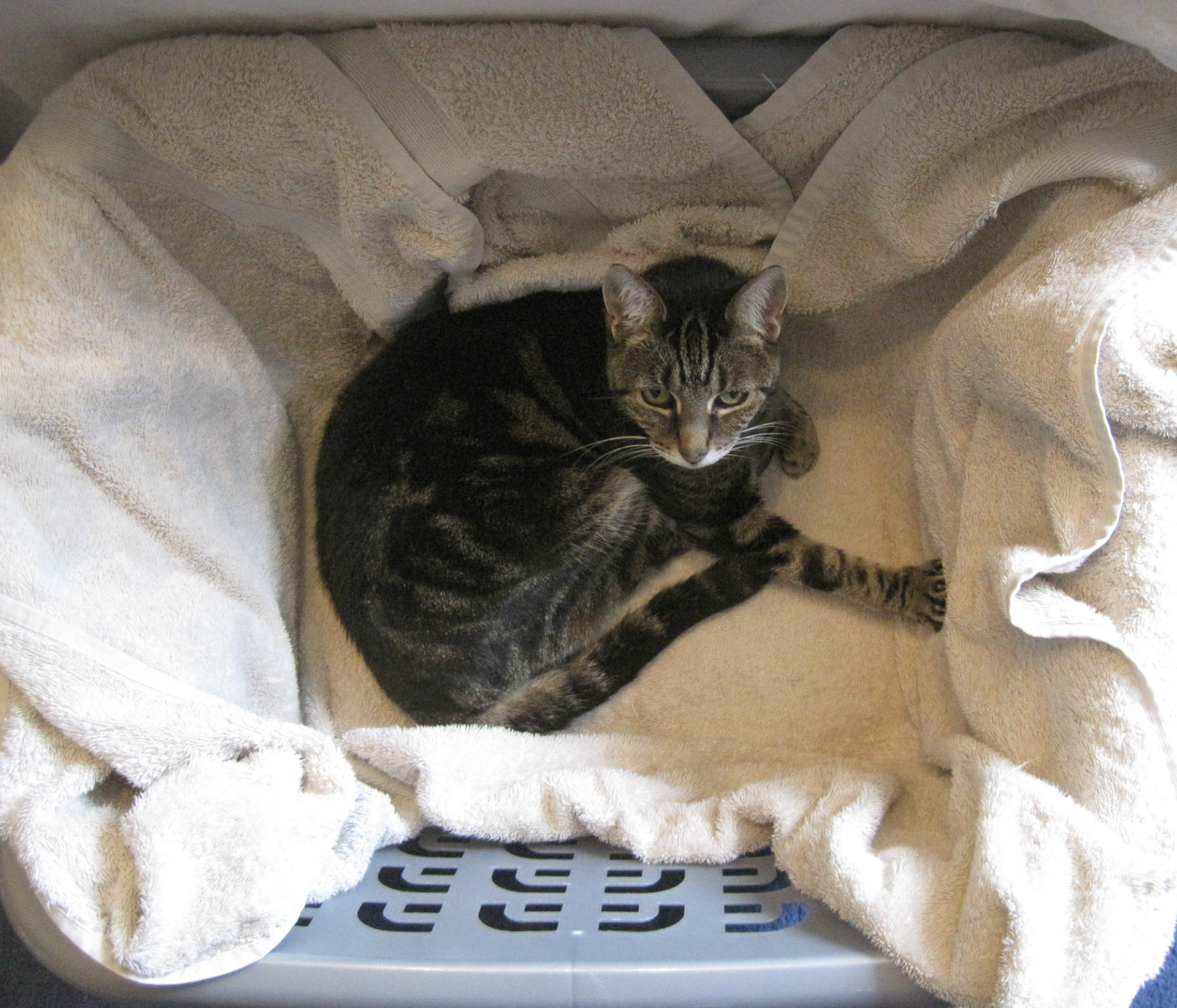 245/365 Washing basket bed.
