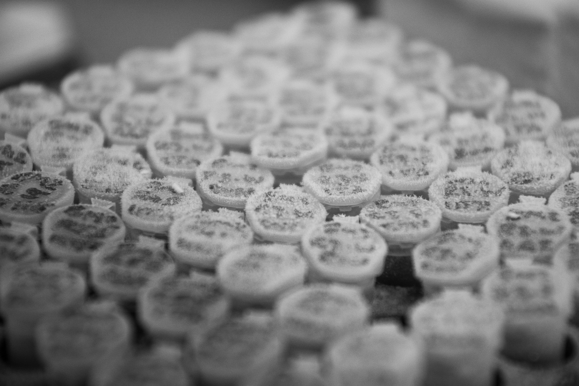 146/365 Chilly samples.