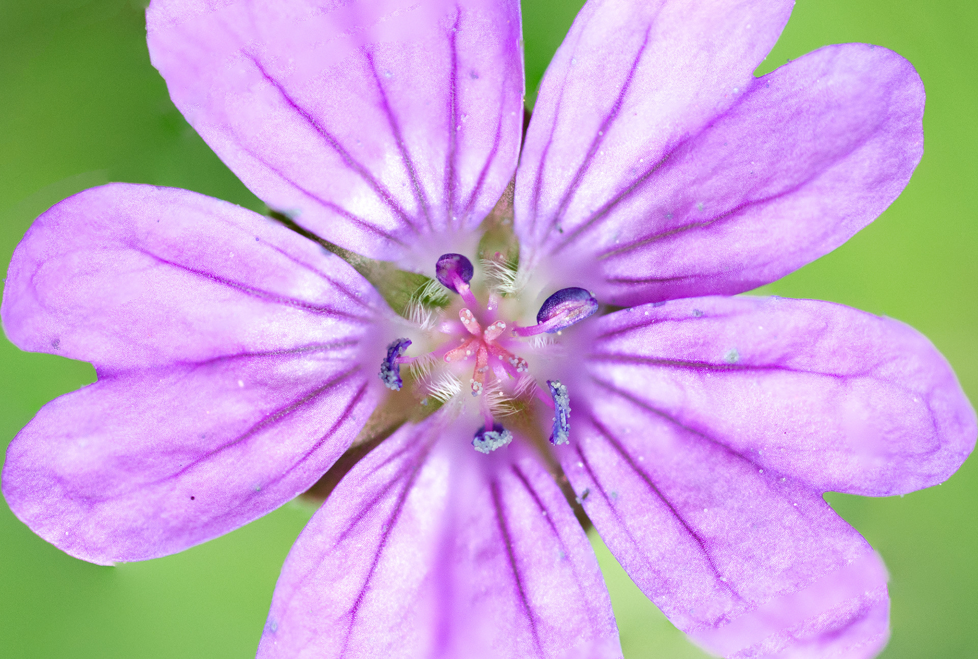 161/365 Purple flower.