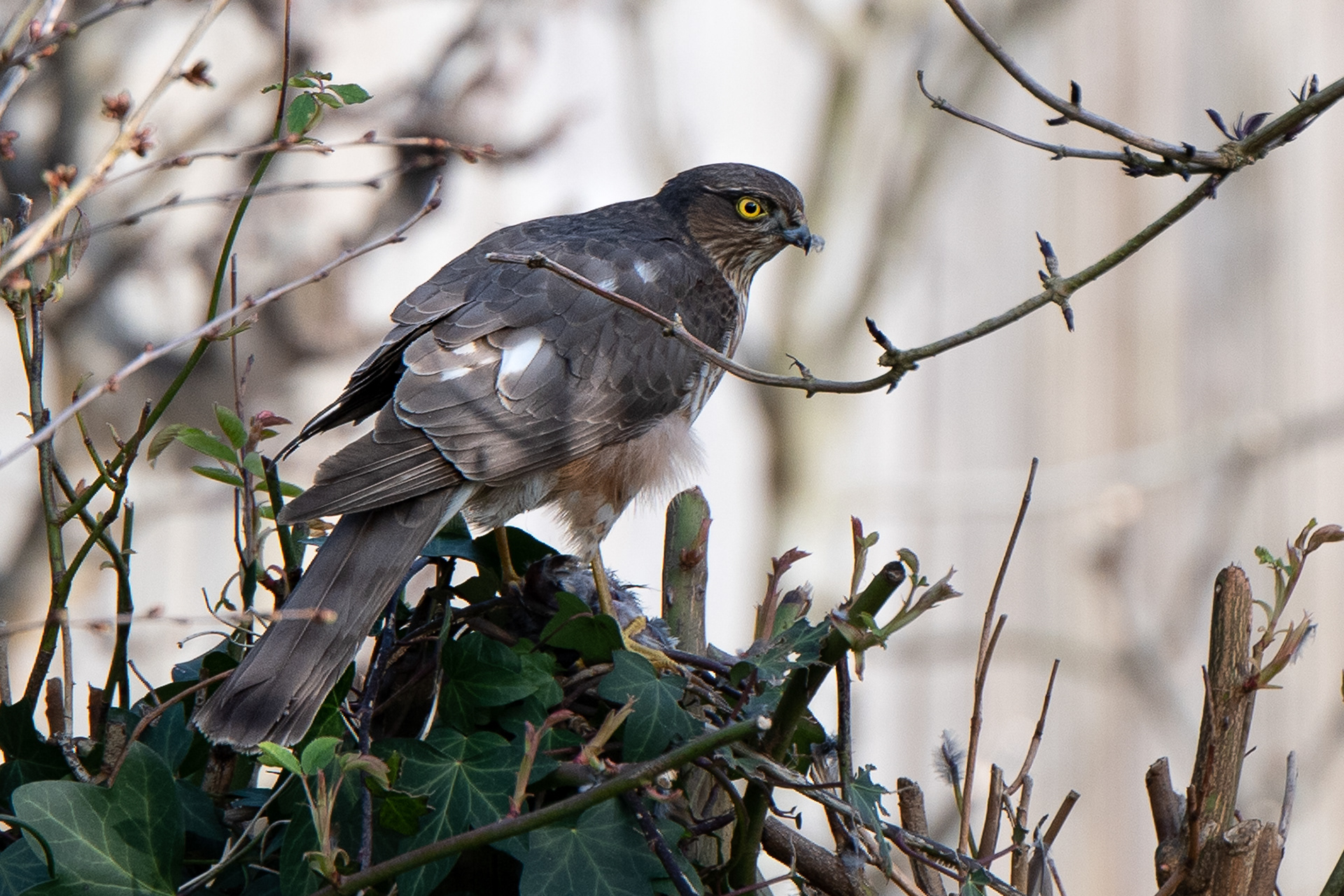 61/365 Sparrowhawk - was rather surprised to find this beast in the garden!