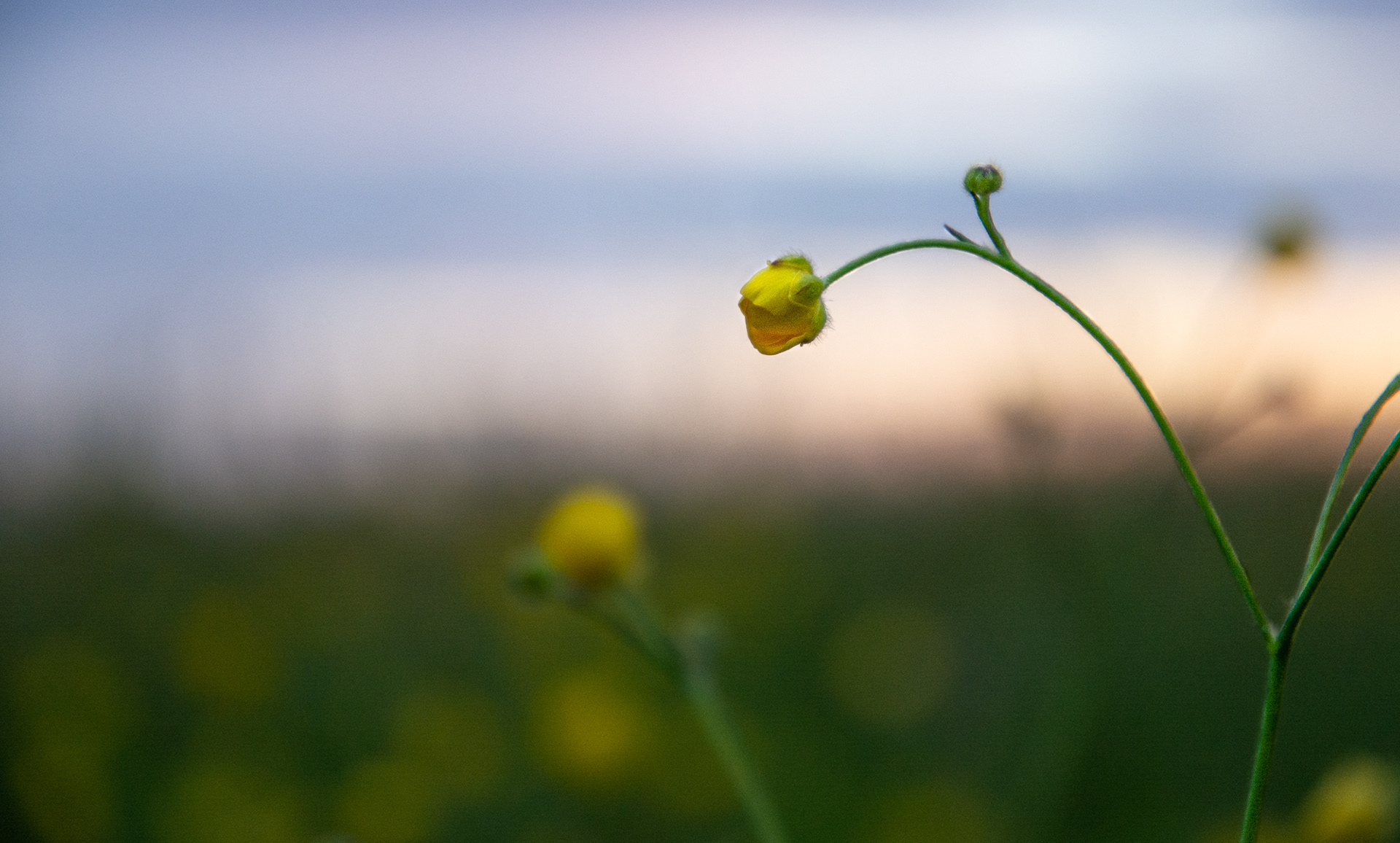 160/365 Backlit buttercup.