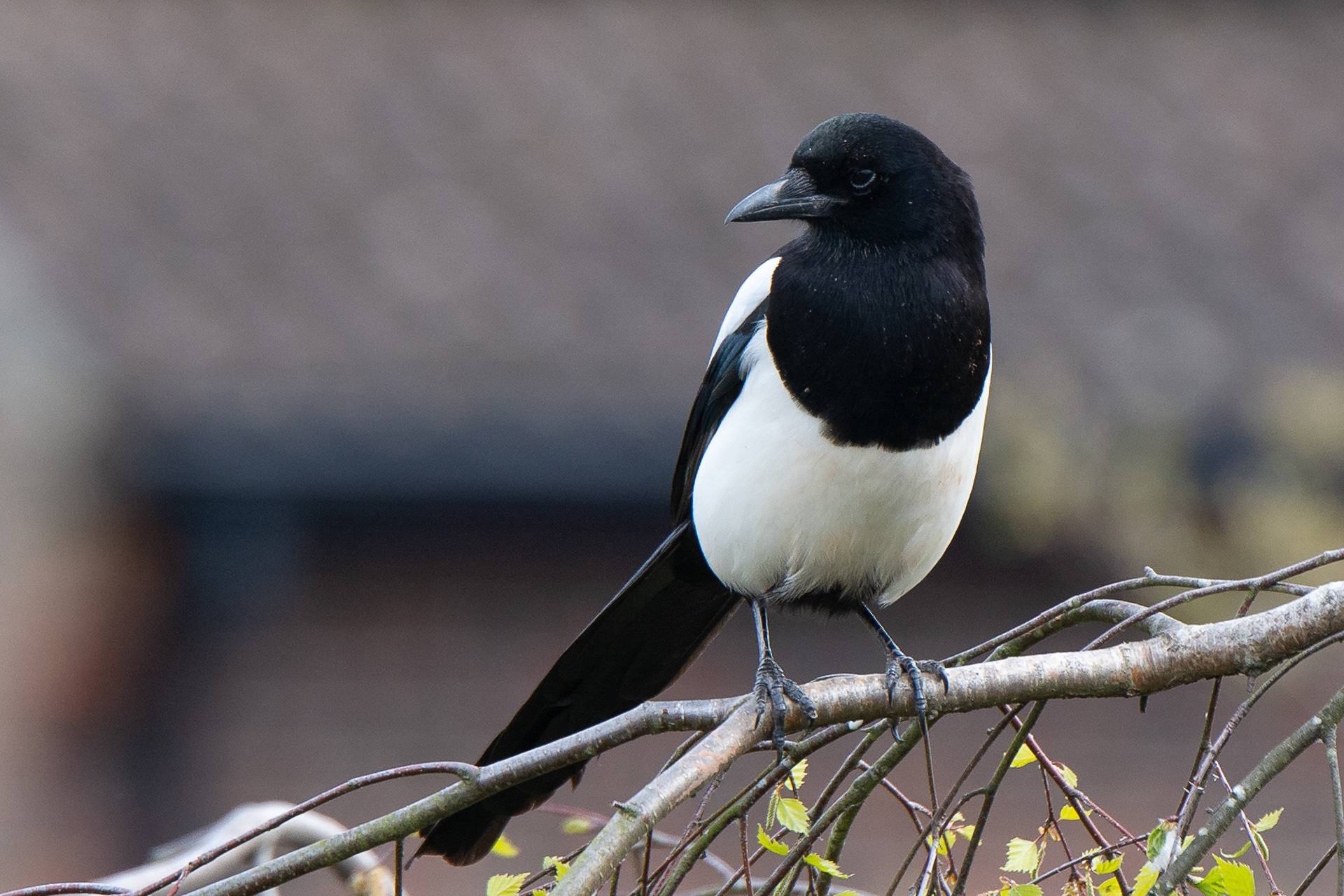 103/365 Magpie. For a long time I've been keen to get a good shot of a magpie, and the hunt continues.