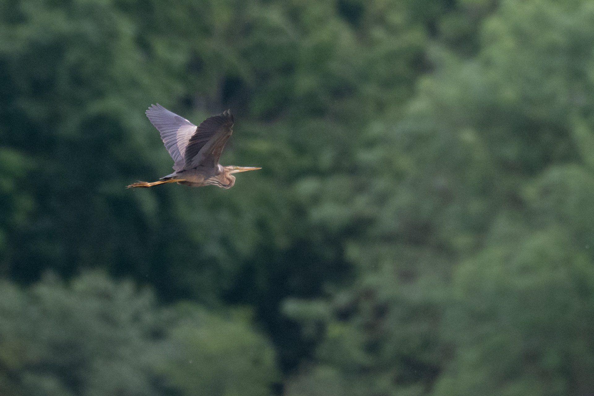 162/365 Purple Heron!