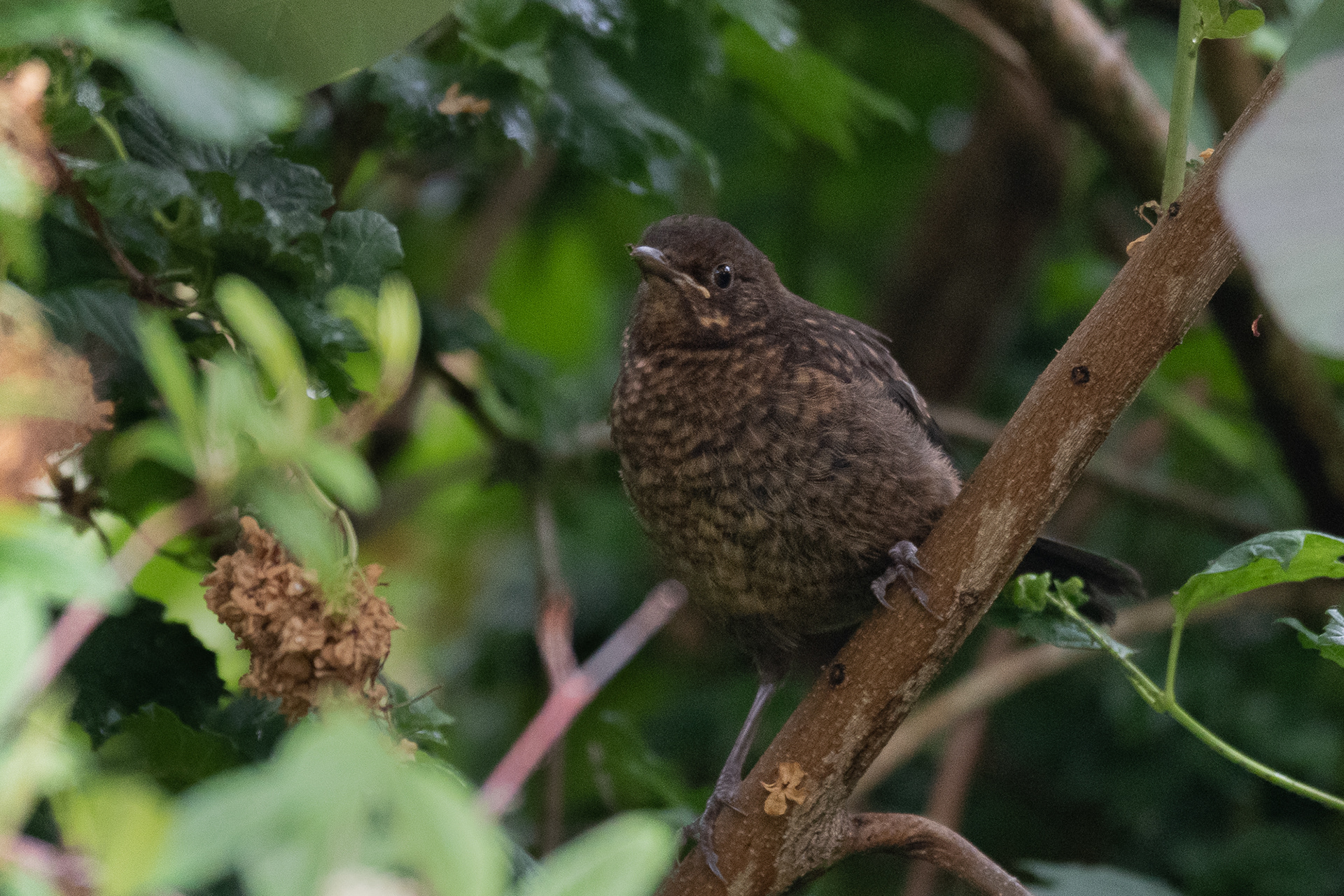 168/365 Speckled bird.