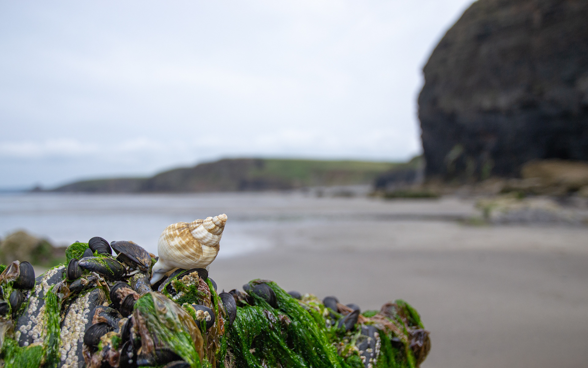 174/365 Druidstone walk.