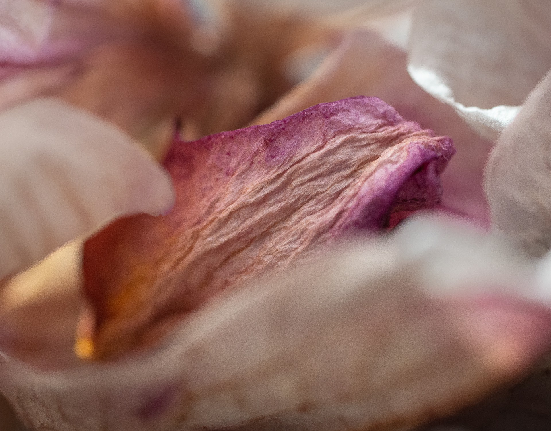 196/365 Dying flower, possibly orchid!