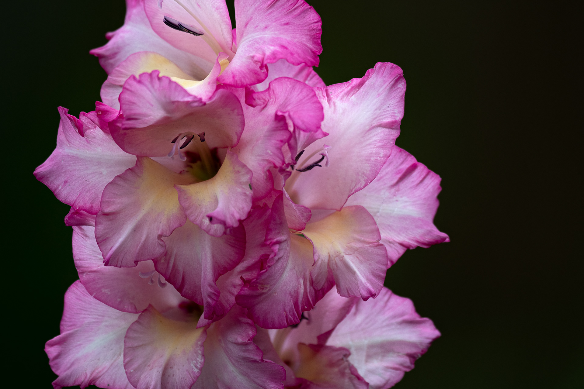 212/365 Pink flower.