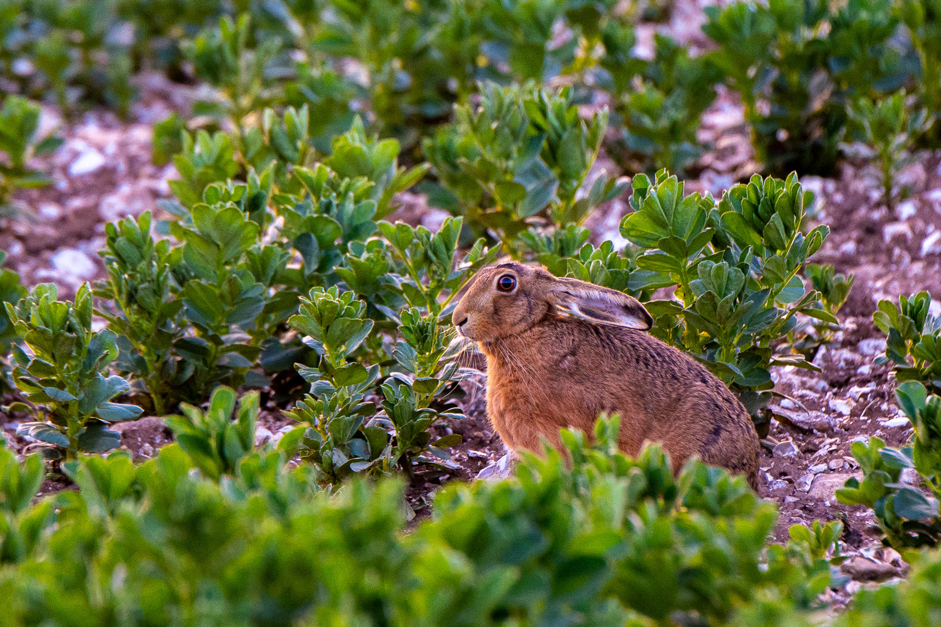 113/365 Hare - so incredibly pleased to find this magnificent creature.